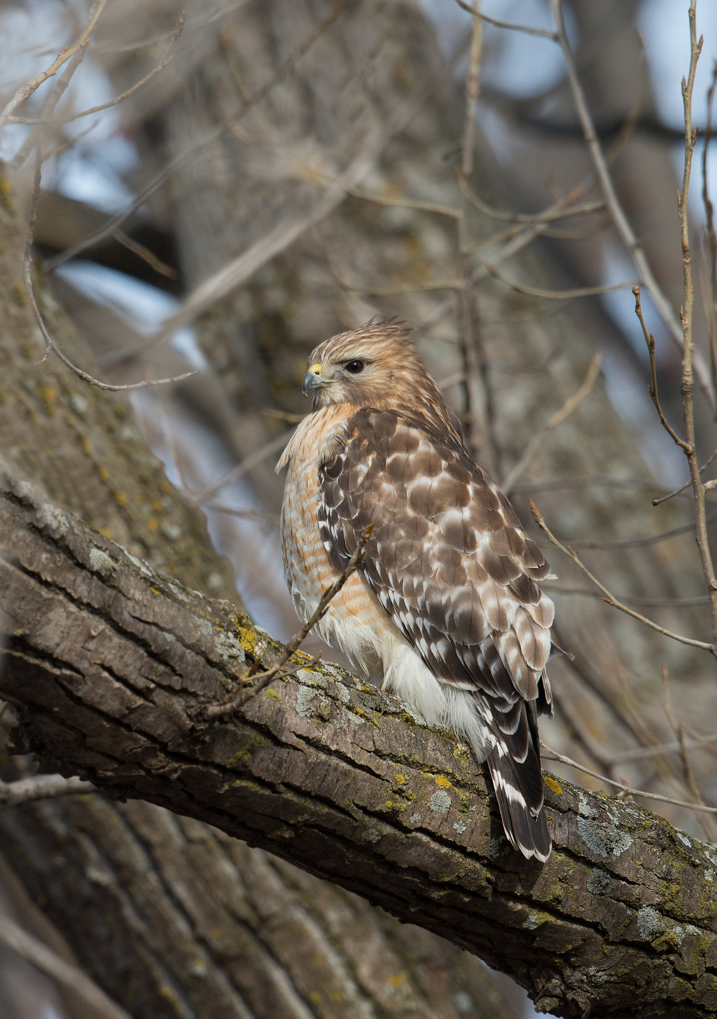 Sigma 24-60mm F2.8 EX DG sample photo. Buse a epaulettes - buteo lineatus - red-shouldered hawk photography