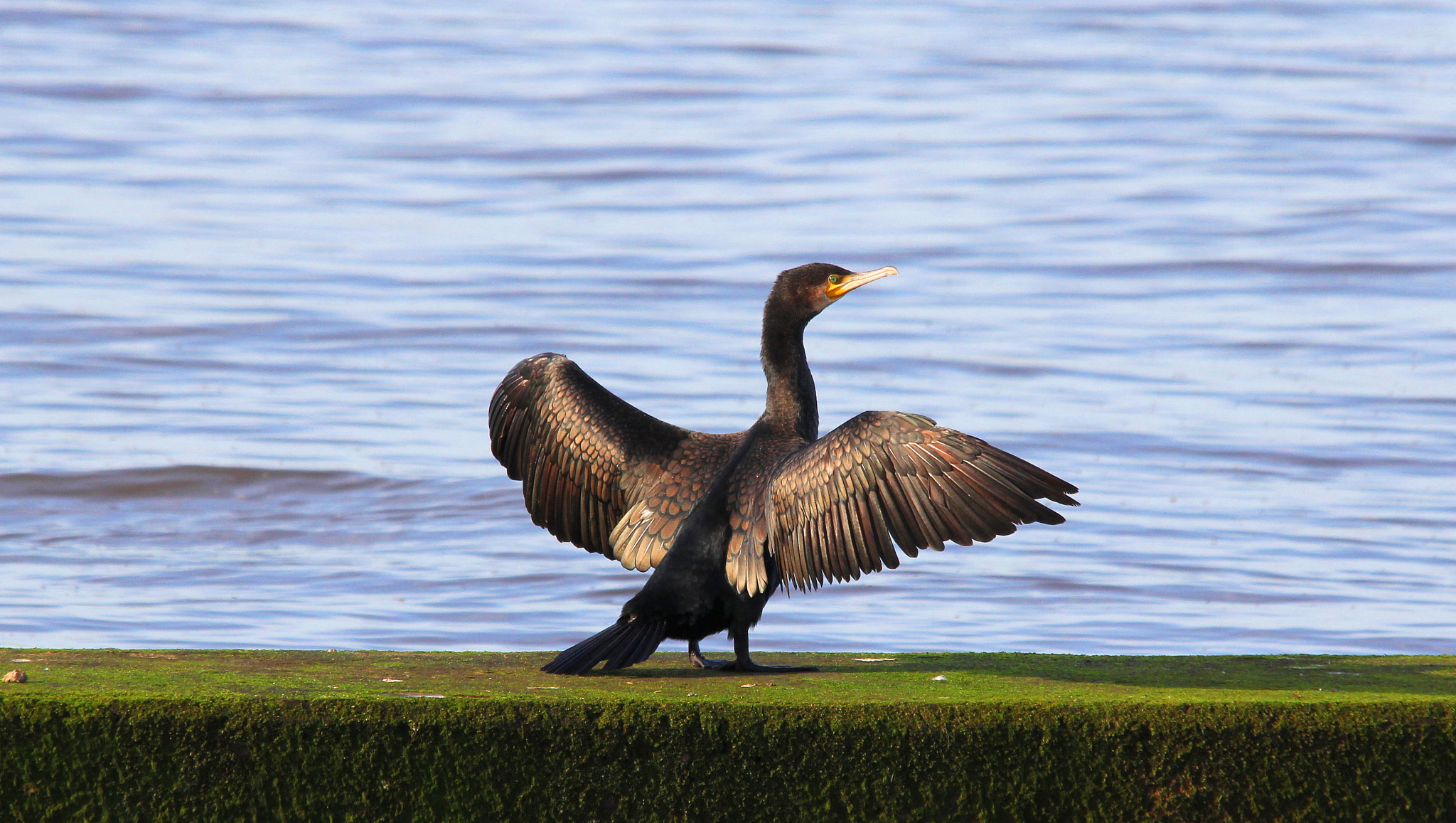 Canon 150-500mm sample photo. ~cormorant photography