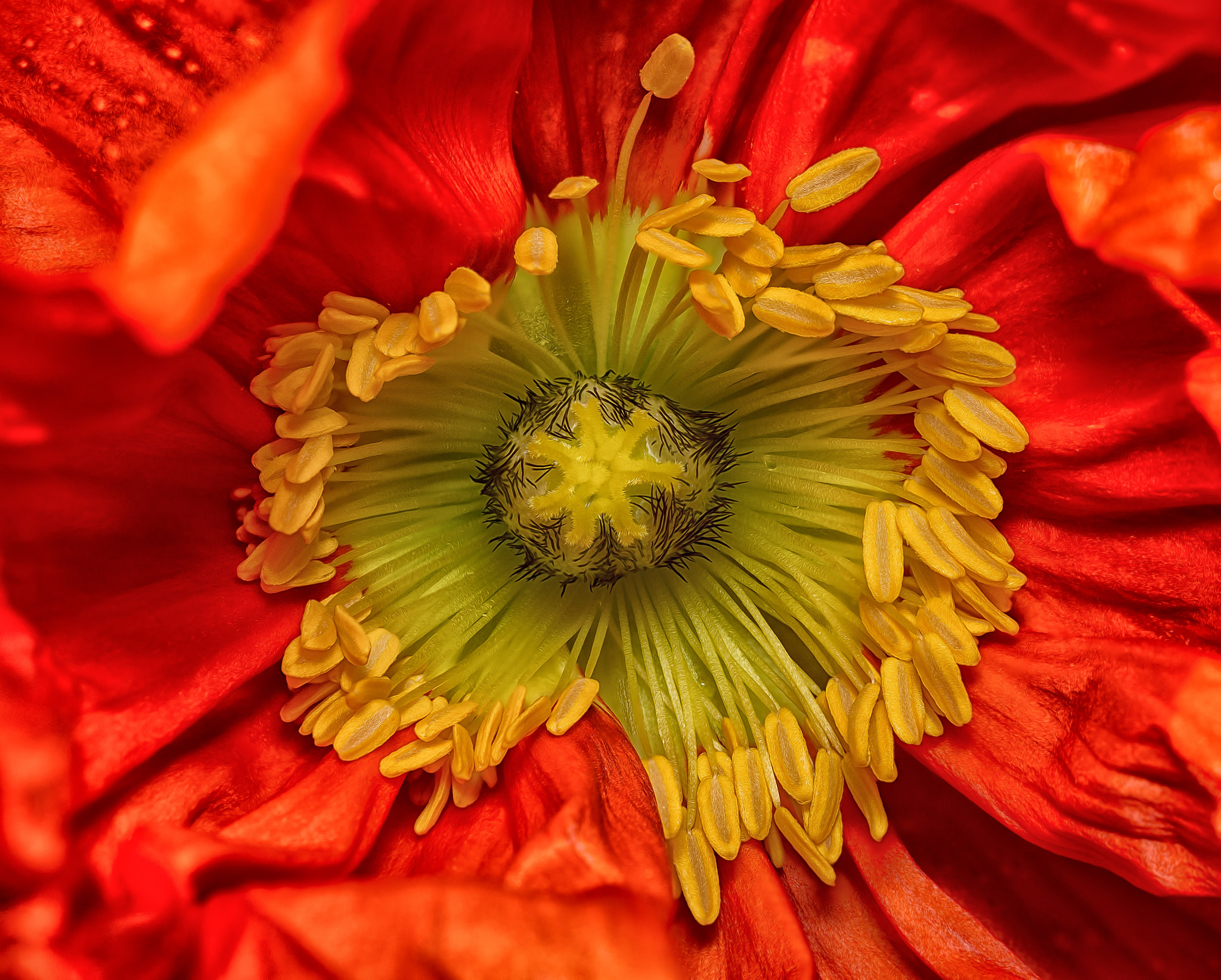 Sony SLT-A77 + 105mm F2.8 sample photo. Poppy heart photography