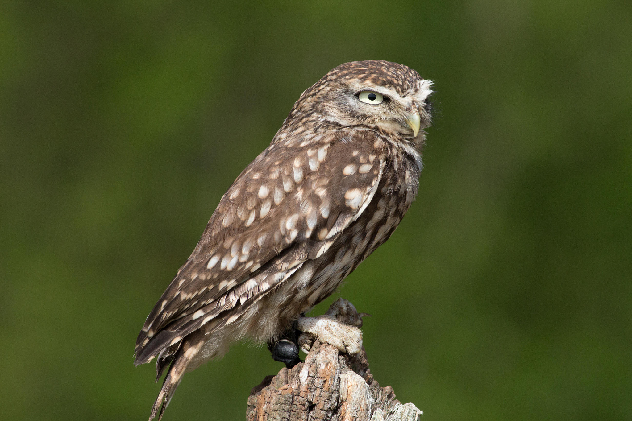 Canon EOS 700D (EOS Rebel T5i / EOS Kiss X7i) + Canon EF 400mm F5.6L USM sample photo. Little owl photography