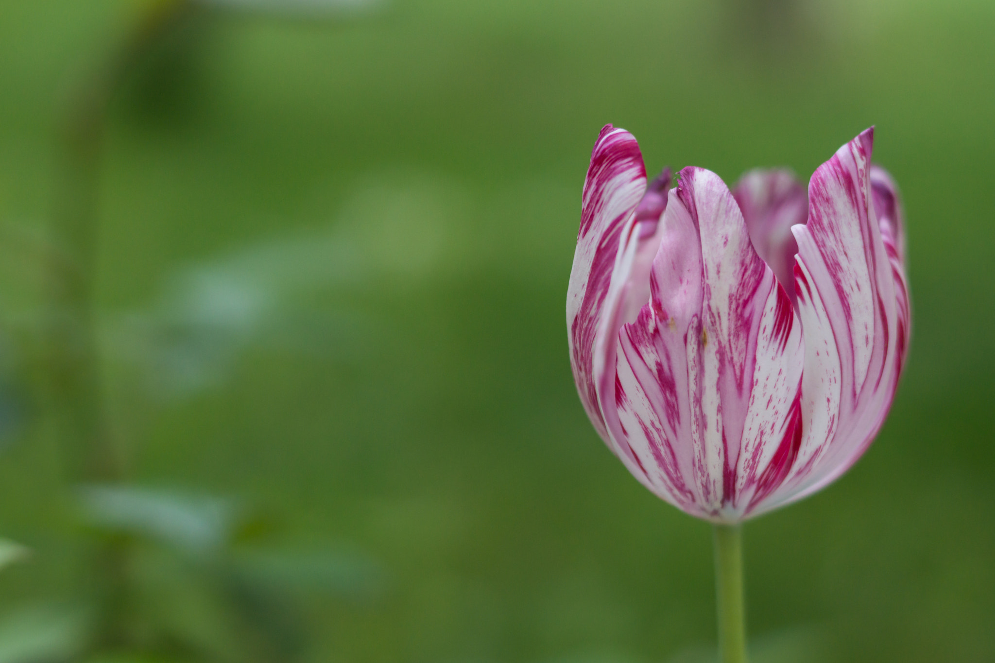 Sony SLT-A77 + Sony 50mm F1.4 sample photo. Tulip photography