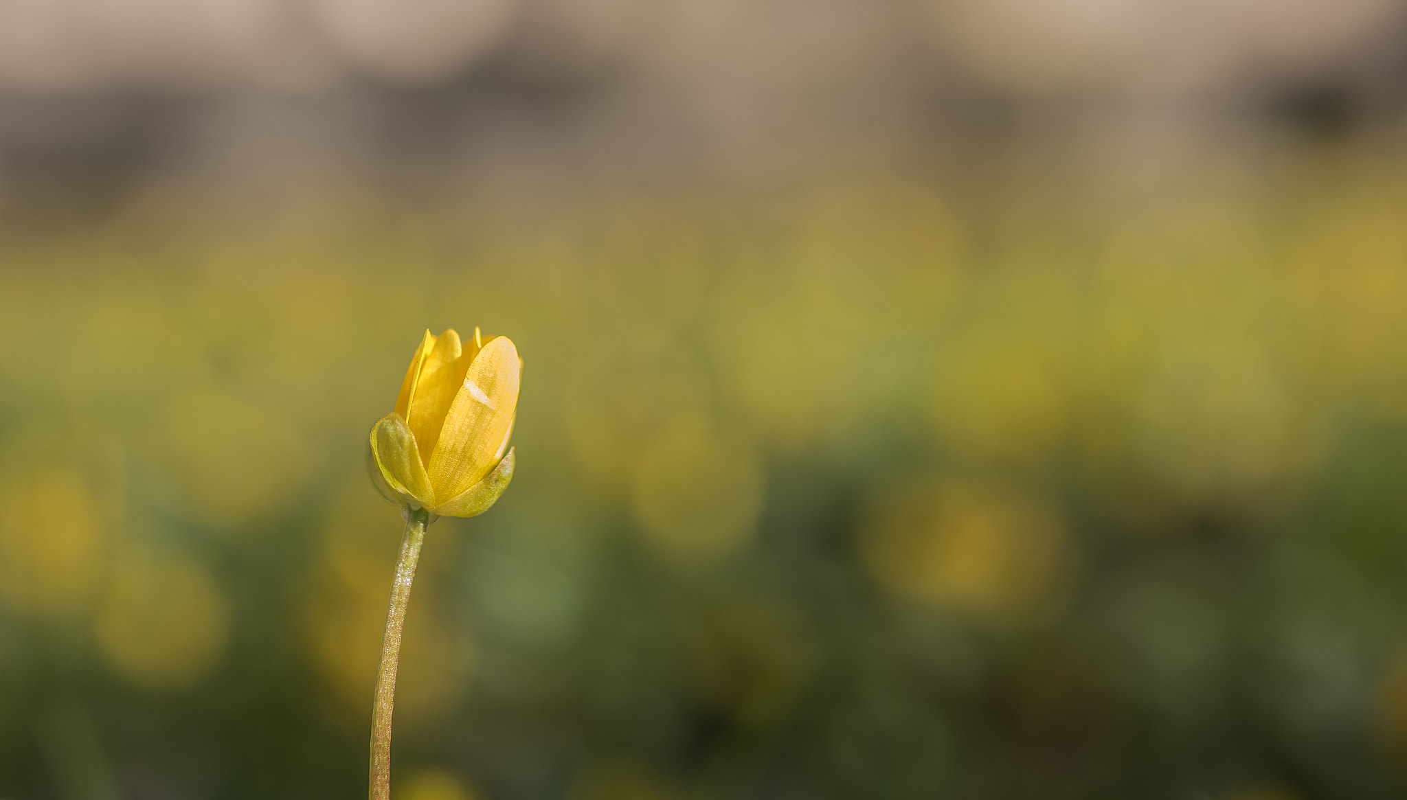 Tamron SP 35mm F1.8 Di VC USD sample photo. Springtime photography