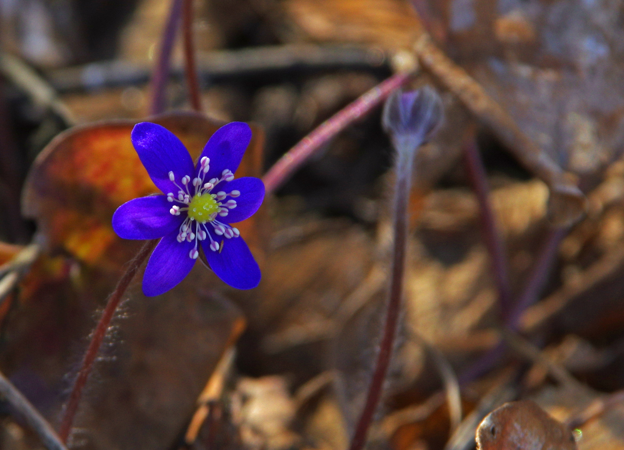 Tamron AF 28-300mm F3.5-6.3 XR Di LD Aspherical (IF) Macro sample photo. Anemone hepatica photography