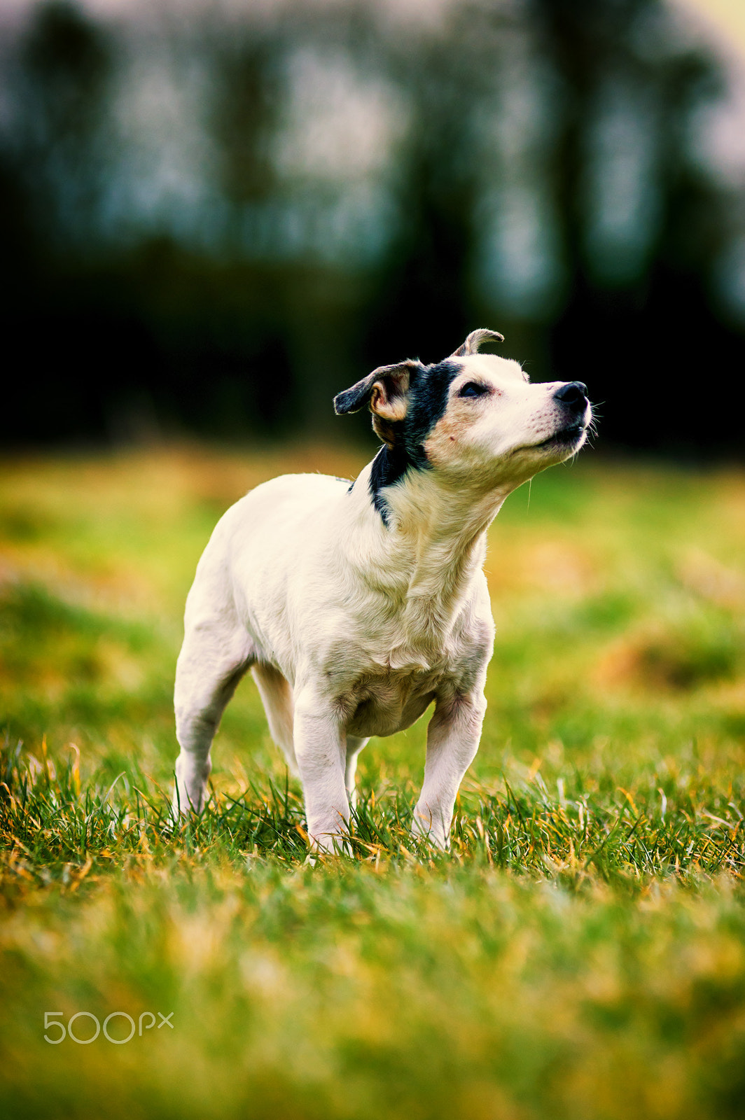 Pentax K-3 II sample photo. Oscar photography