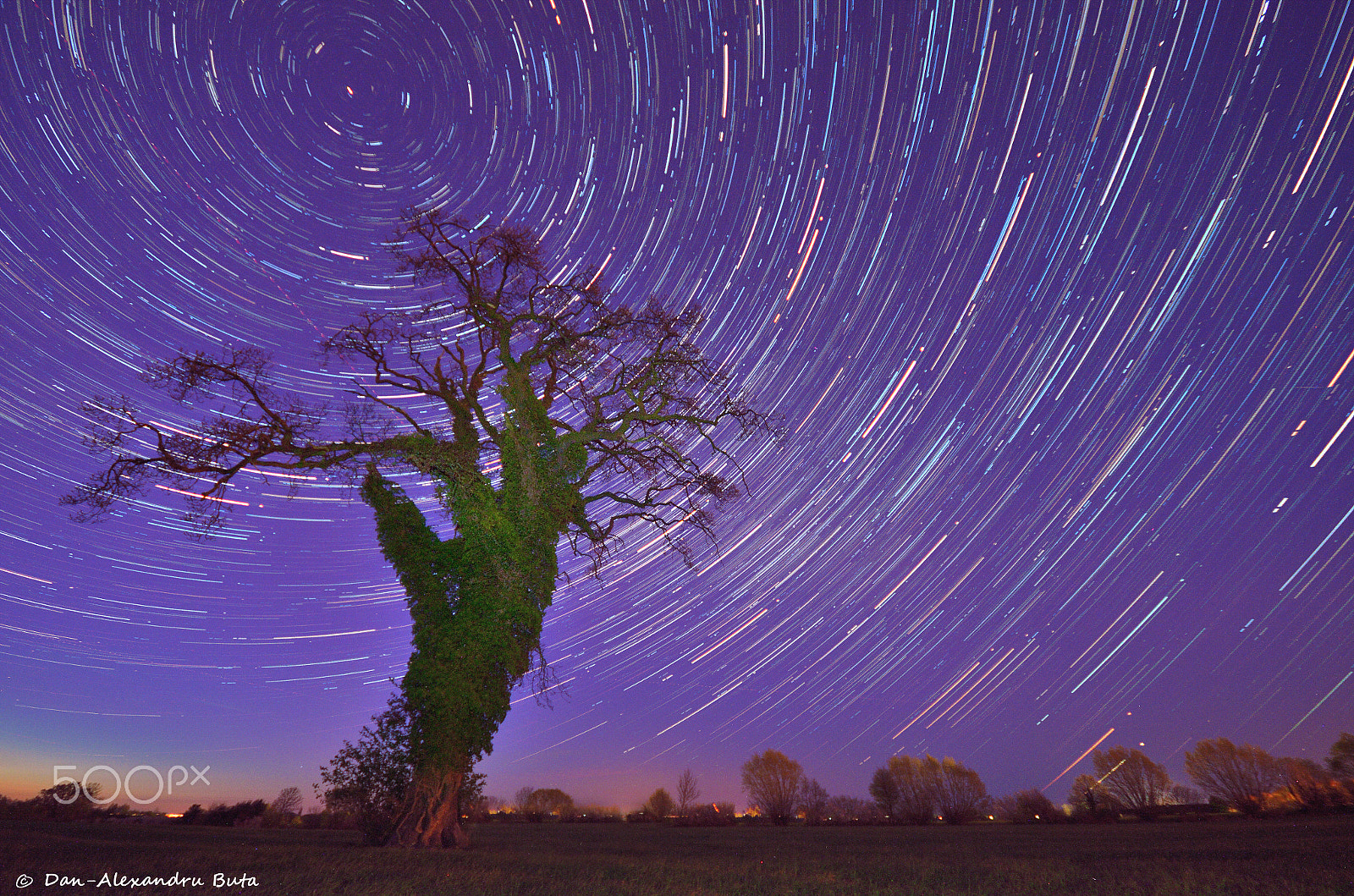 Nikon D7000 + Nikon AF Nikkor 14mm F2.8D ED sample photo. The old tree photography