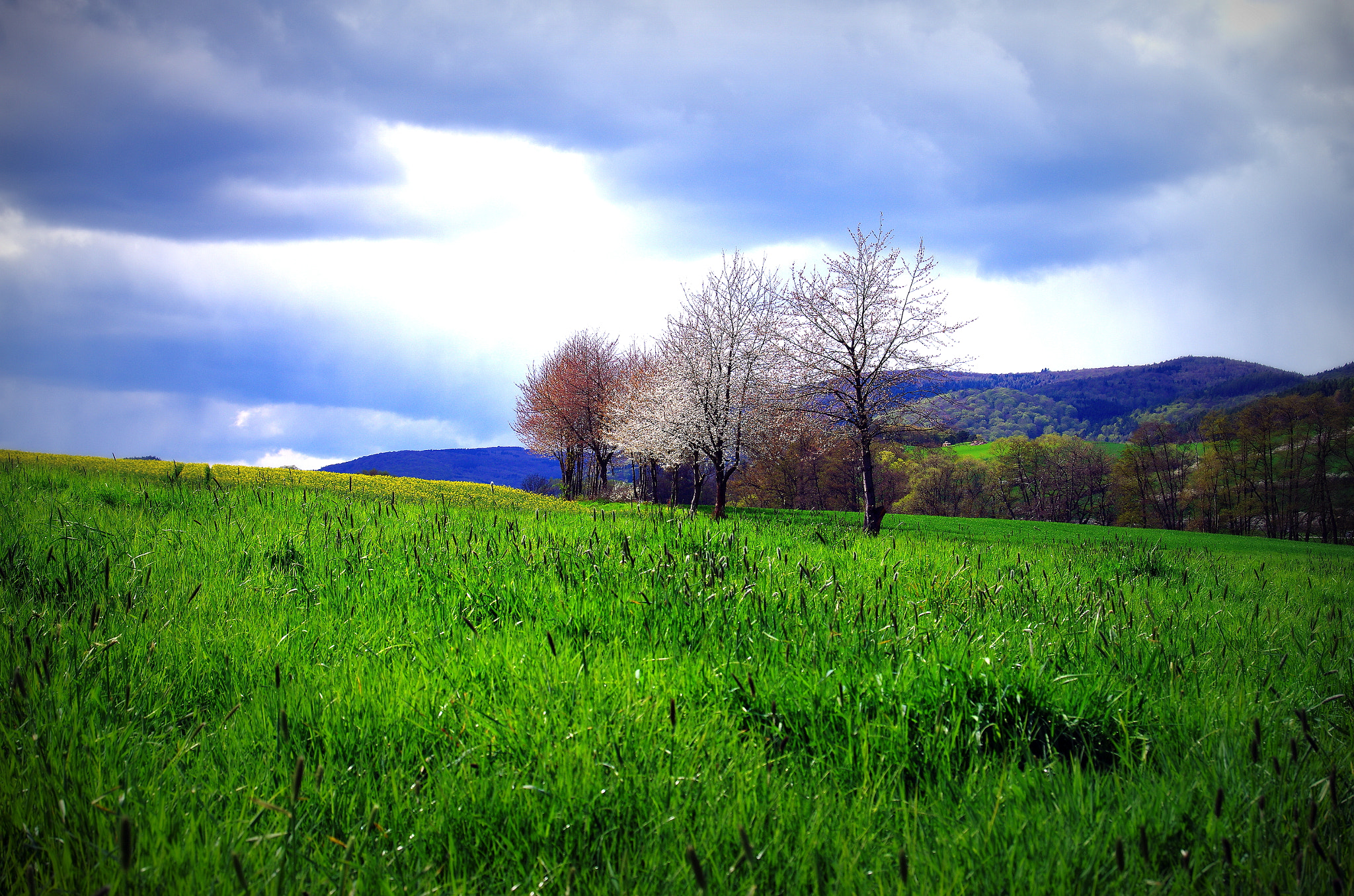 Pentax K-5 II sample photo. Drei bäume landschaft am edersee photography