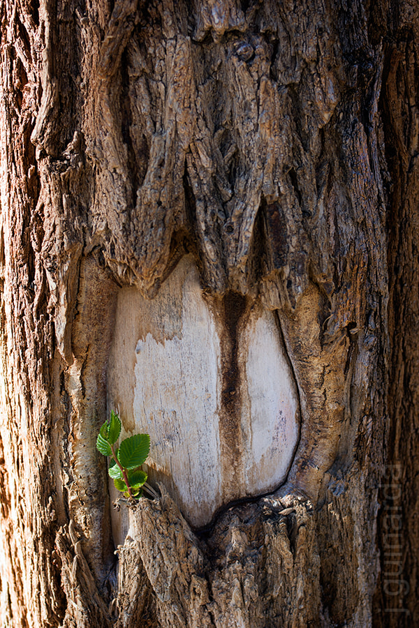 Pentax K-3 + Pentax smc DA 40mm F2.8 XS Lens sample photo. Arbre 154190 photography