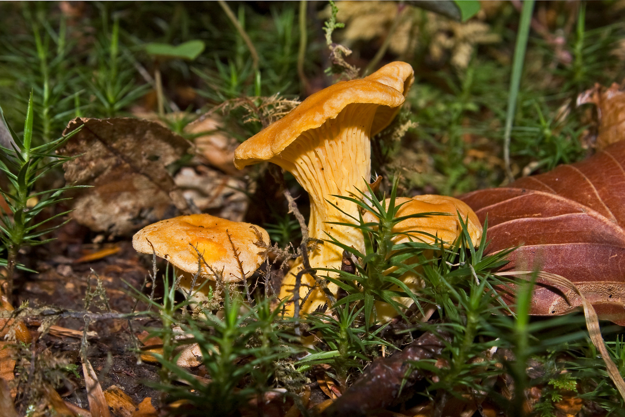 Pentax K100D + Pentax smc DA 16-45mm F4 ED AL sample photo. Chanterelle photography