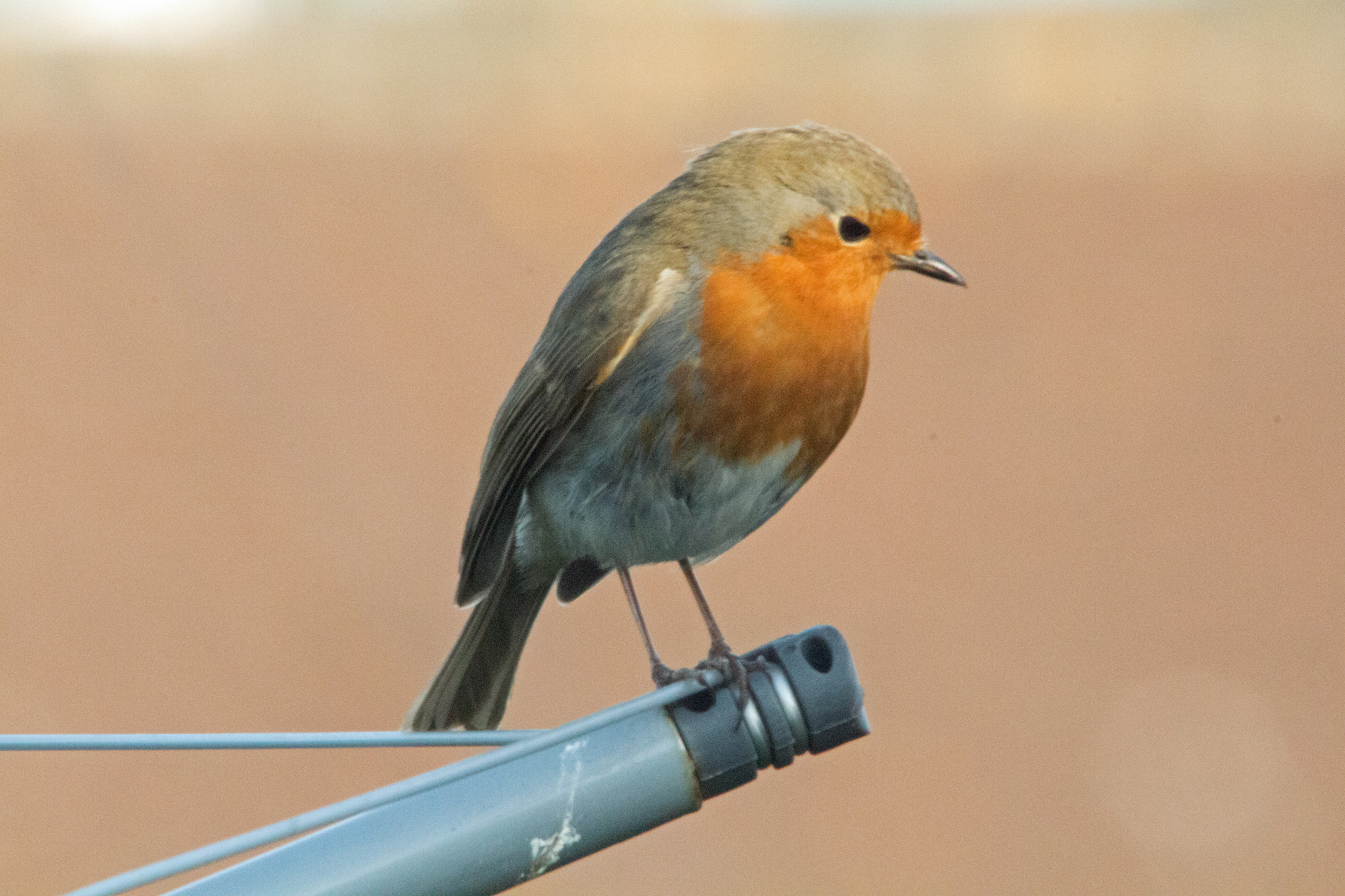 Sigma 150-500mm F5-6.3 DG OS HSM sample photo. Robin on the line photography