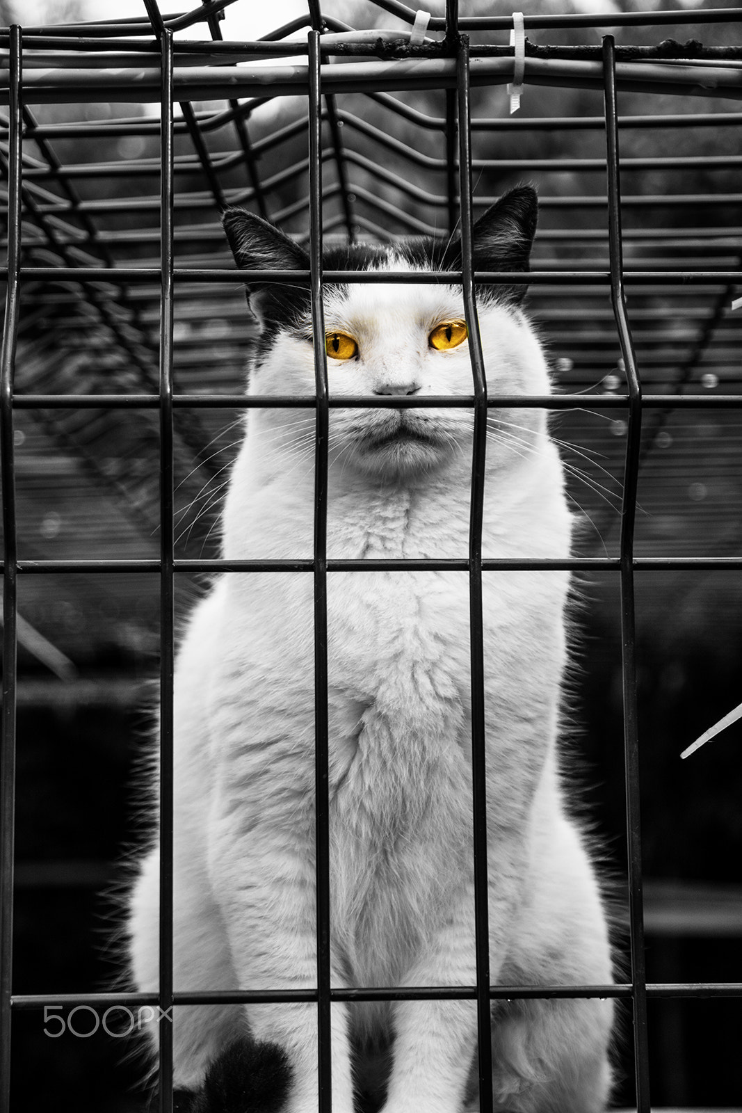 Sigma 17-70mm F2.8-4 DC Macro OS HSM | C sample photo. Guilty (fish stole)... photography