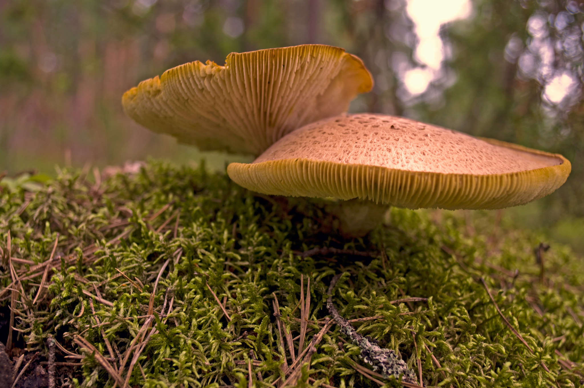 smc PENTAX-F 28mm F2.8 sample photo. Flat mushroom photography