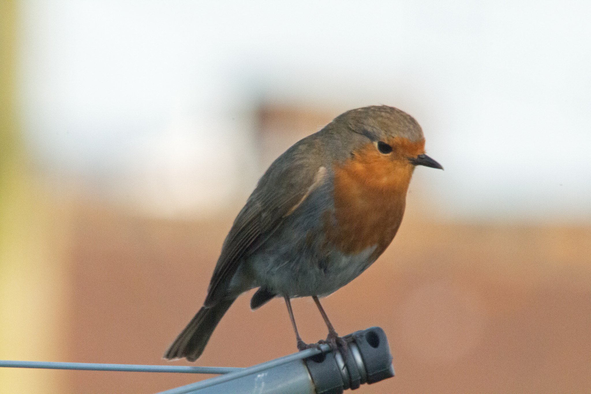 Canon EOS 700D (EOS Rebel T5i / EOS Kiss X7i) + Sigma 150-500mm F5-6.3 DG OS HSM sample photo. Robin on the line photography