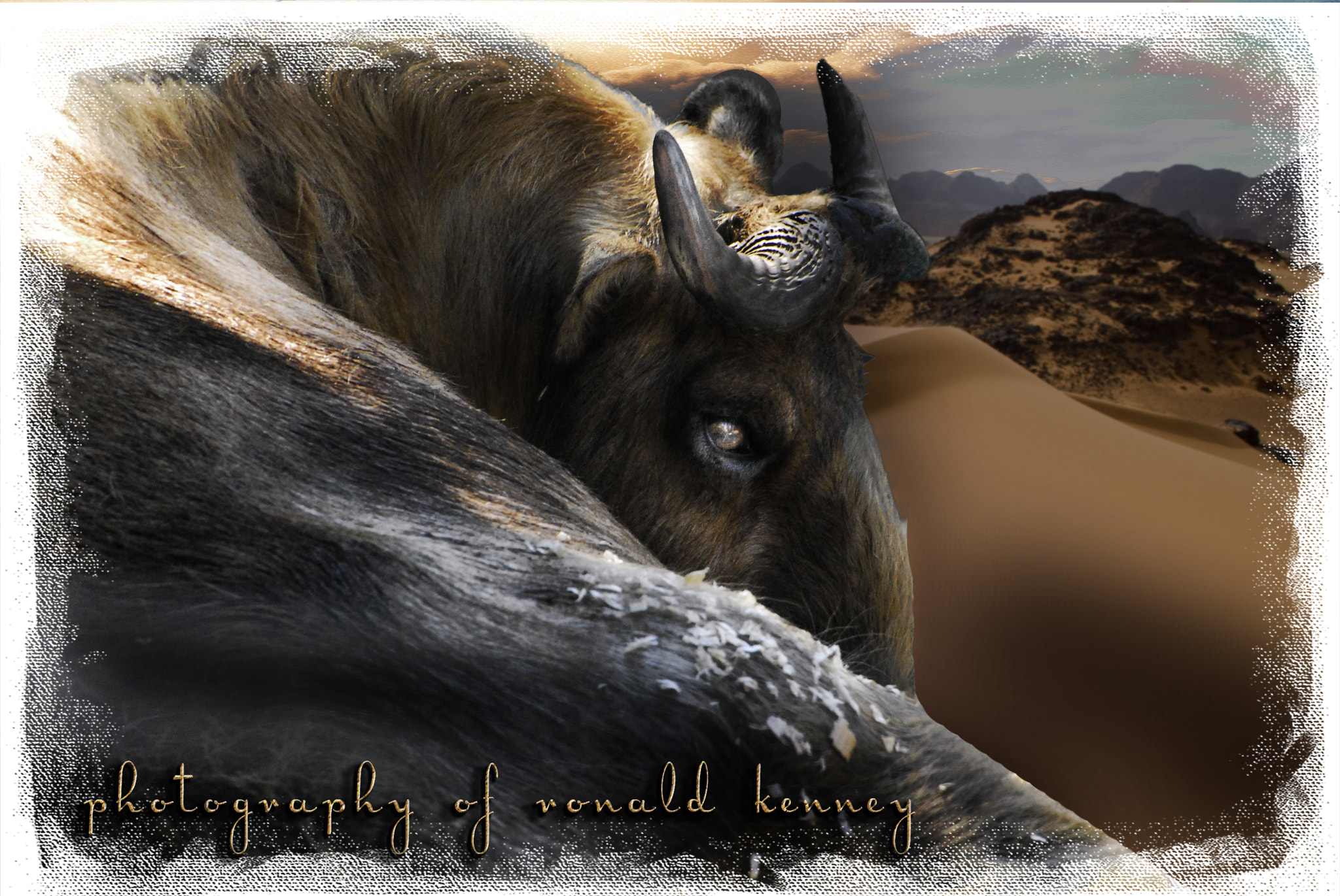 Nikon D200 sample photo. The bull photography