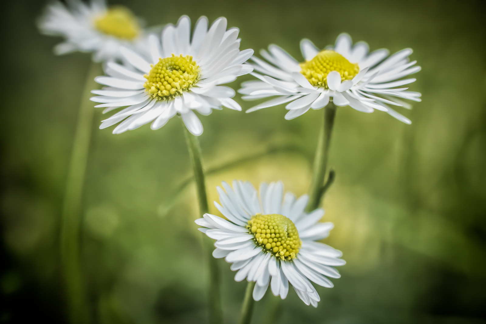 Olympus M.Zuiko Digital ED 60mm F2.8 Macro sample photo. Just daisy photography