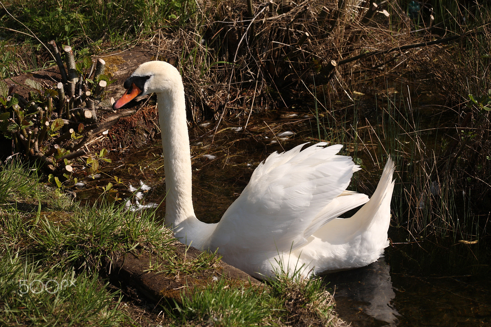 Canon EOS 5D + EF75-300mm f/4-5.6 sample photo. Swan photography