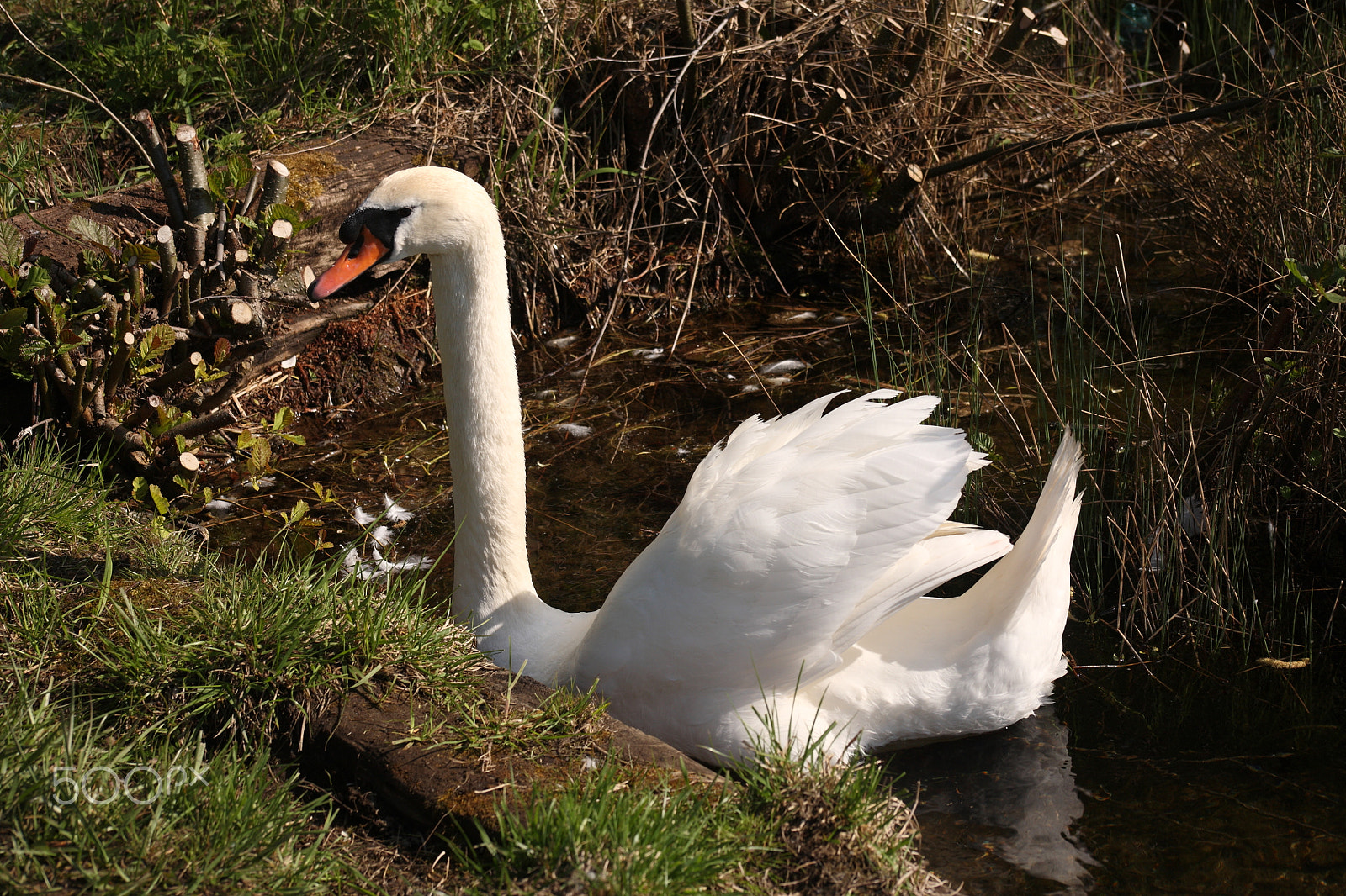 Canon EOS 5D + EF75-300mm f/4-5.6 sample photo. Swan photography