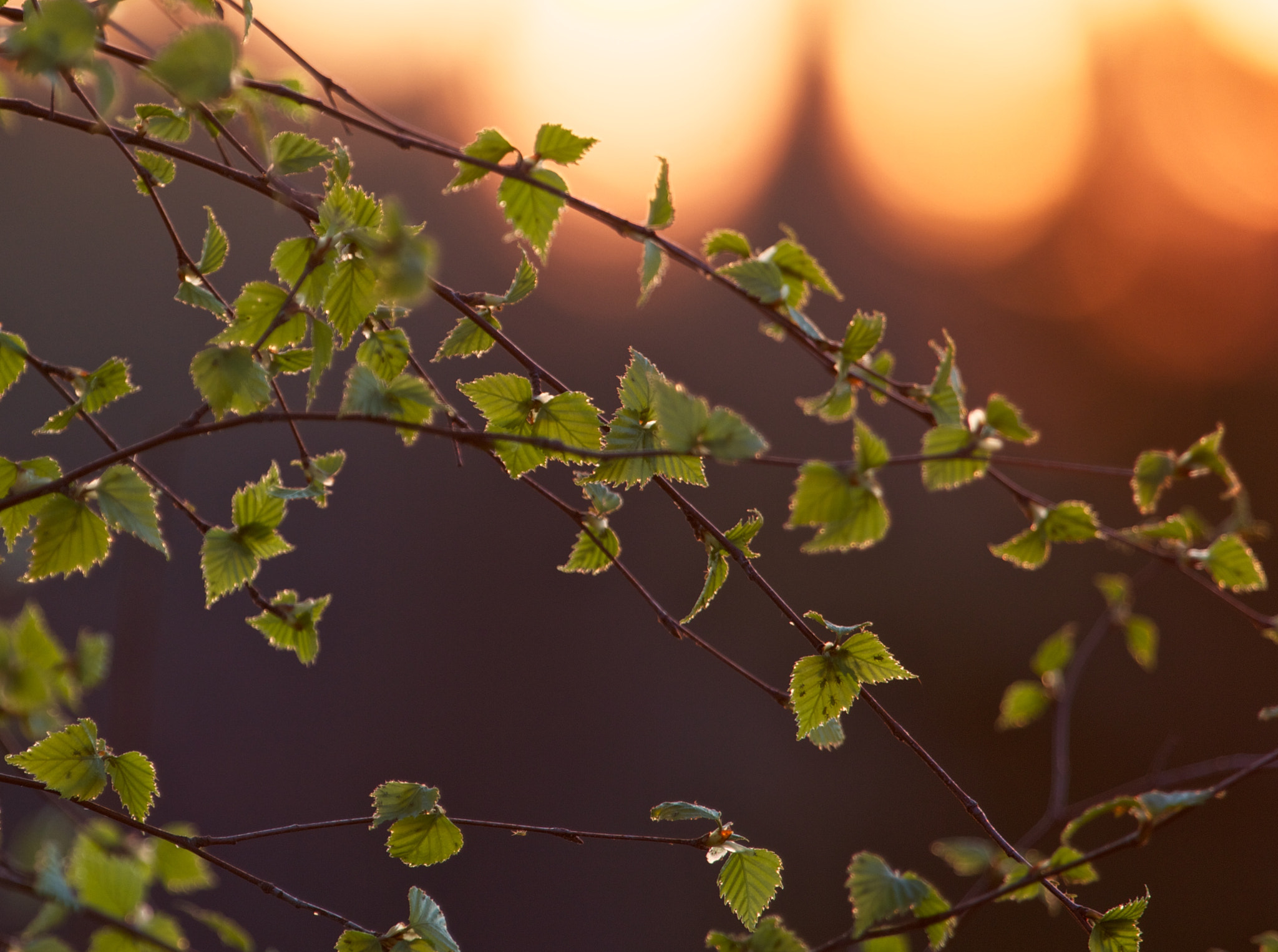 Canon EF 100-400mm F4.5-5.6L IS USM sample photo. Sunsetbirch photography