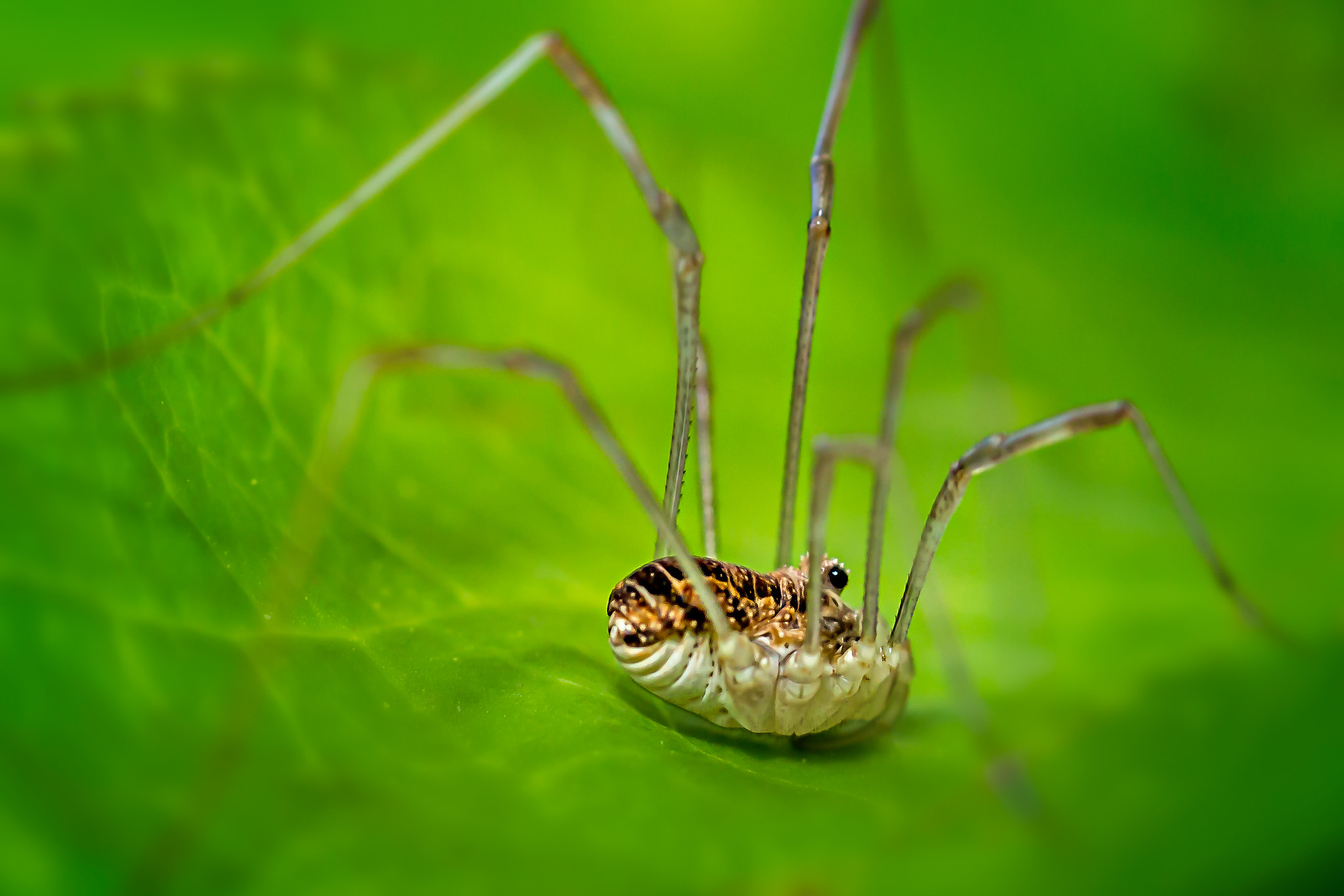 Canon EOS 6D + Sigma 105mm F2.8 EX DG Macro sample photo. Black eye photography