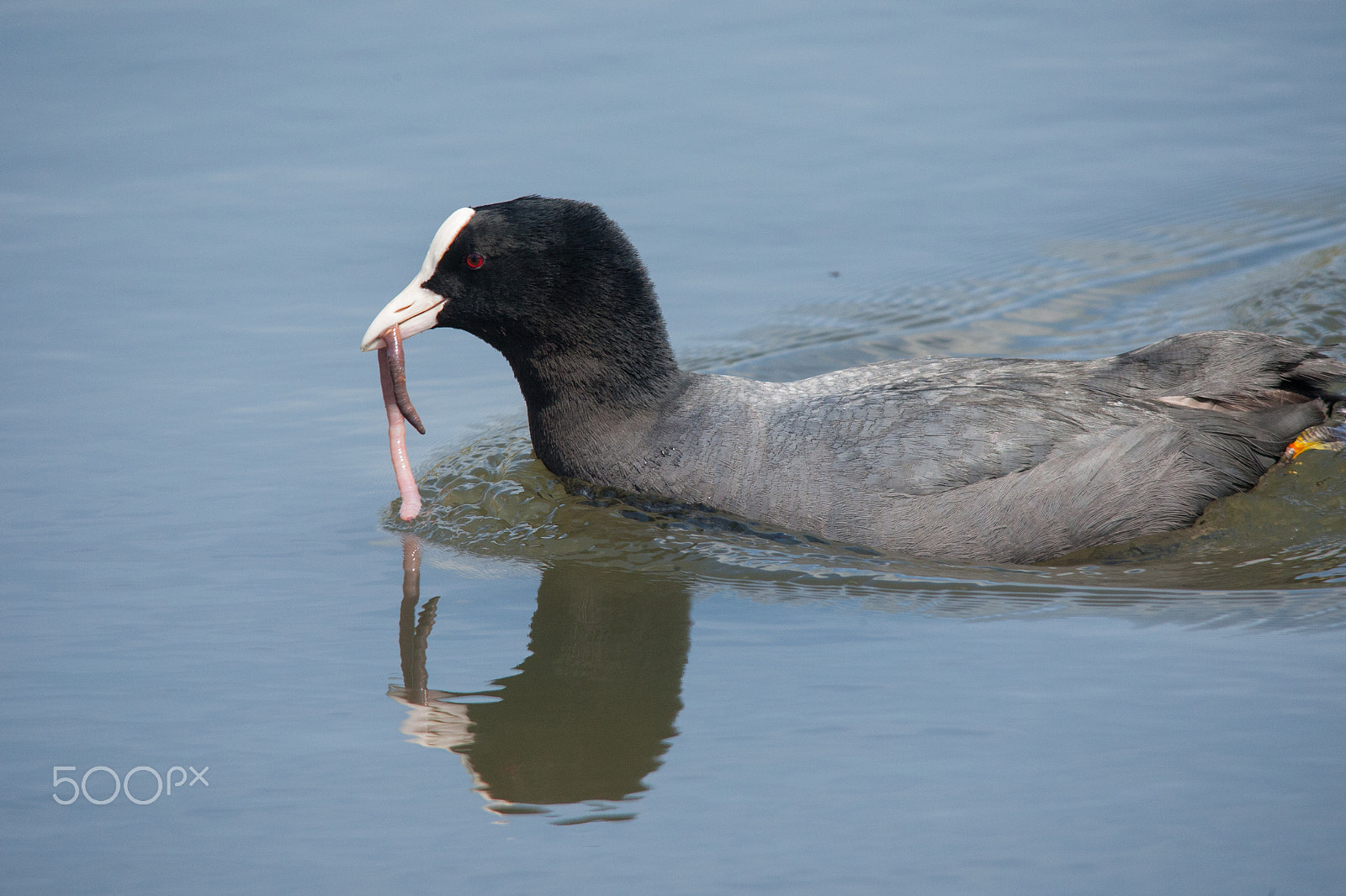 Canon EOS-1D Mark III + Sigma 150-500mm F5-6.3 DG OS HSM sample photo. Adult coot with worm photography