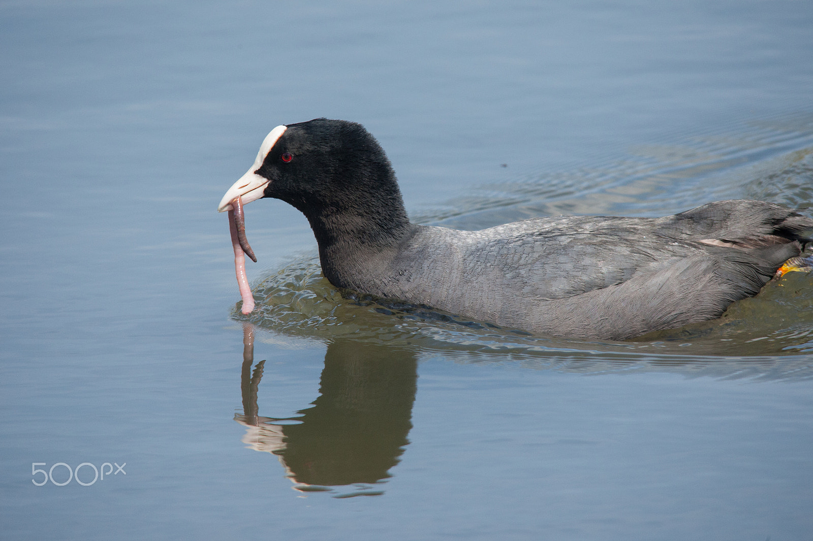 Sigma 150-500mm F5-6.3 DG OS HSM sample photo. Adult coot with worm photography