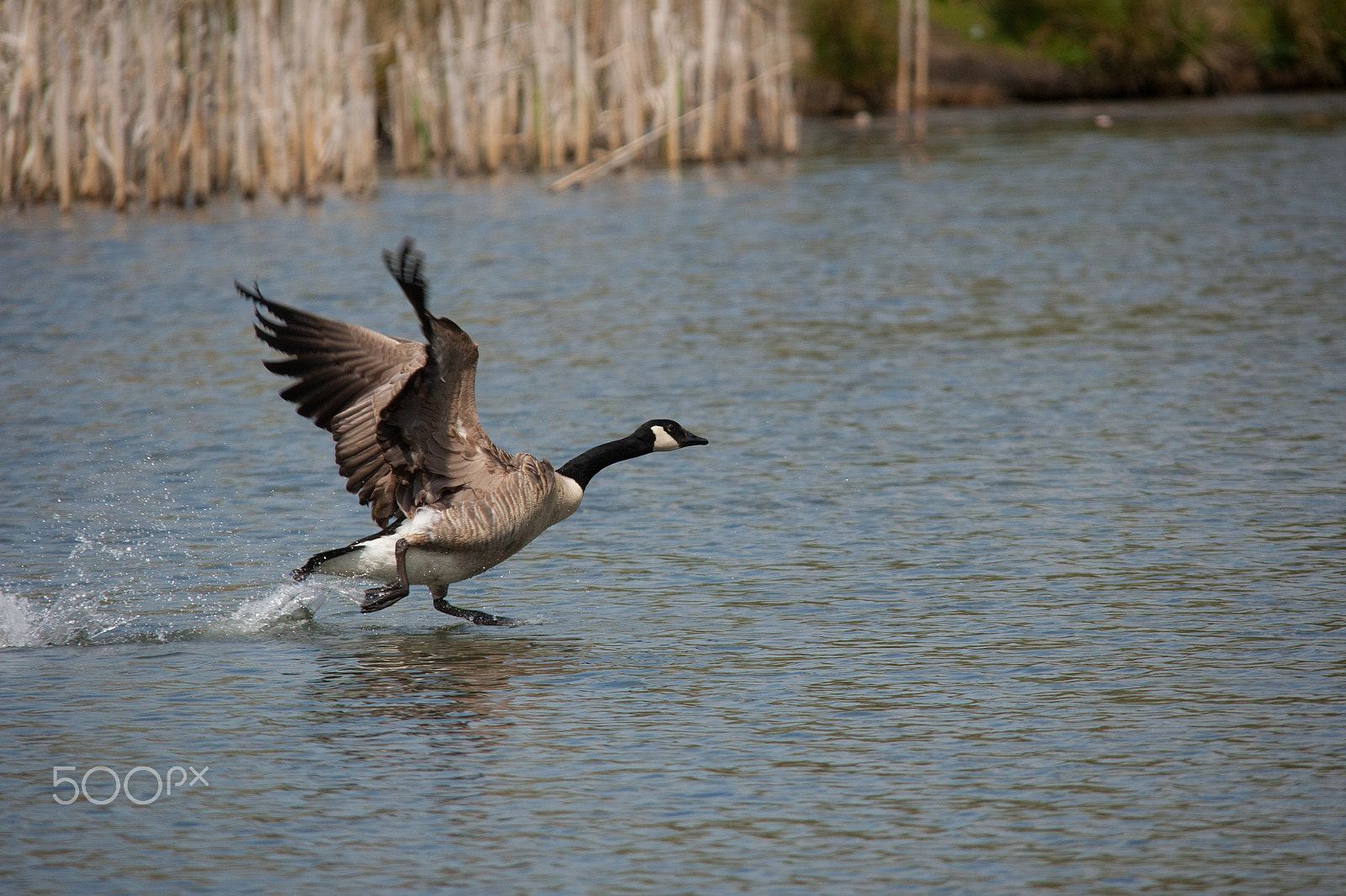 Sigma 150-500mm F5-6.3 DG OS HSM sample photo. Canada goose on the run photography