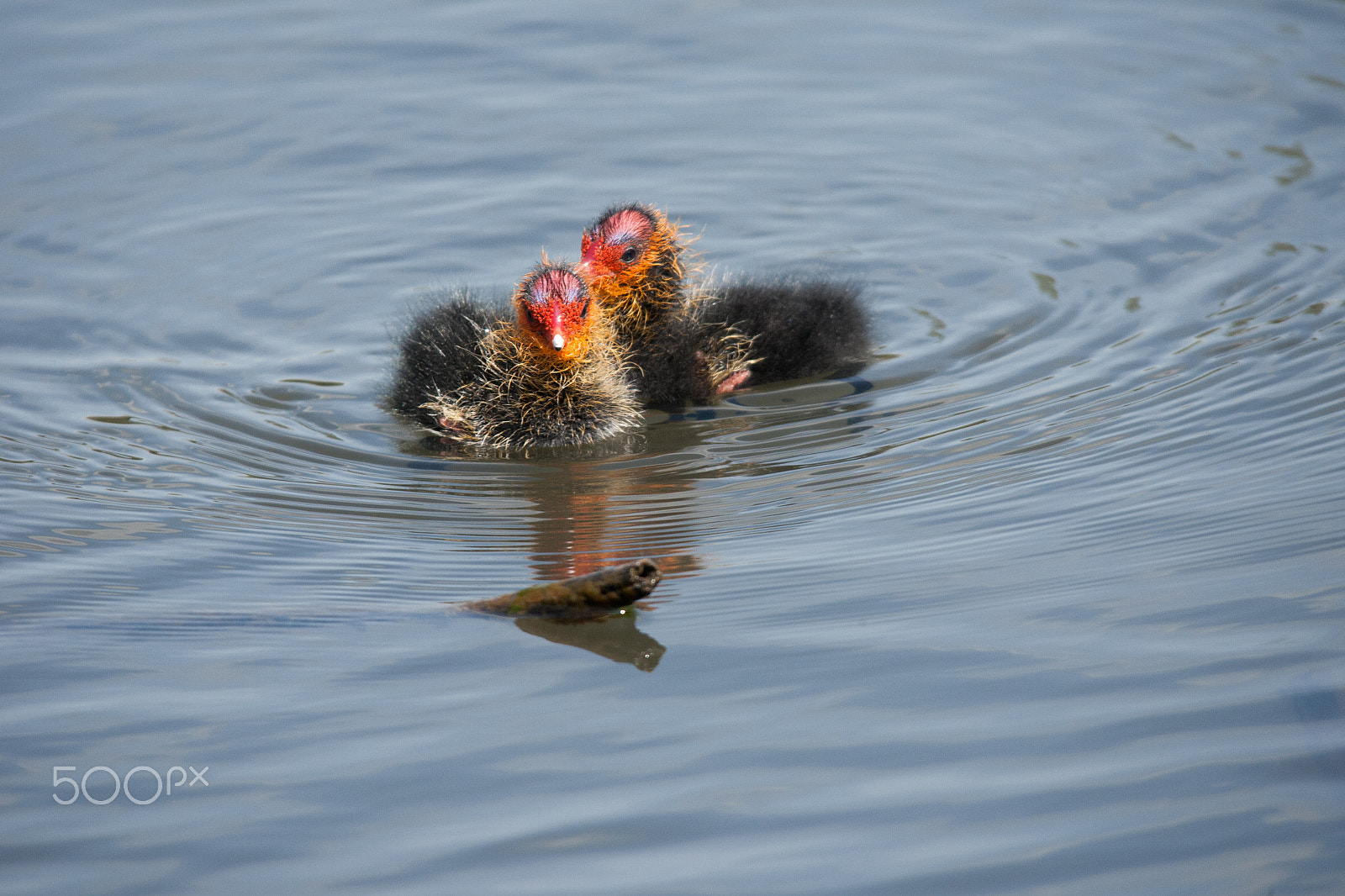 Sigma 150-500mm F5-6.3 DG OS HSM sample photo. Pair of baby coots photography