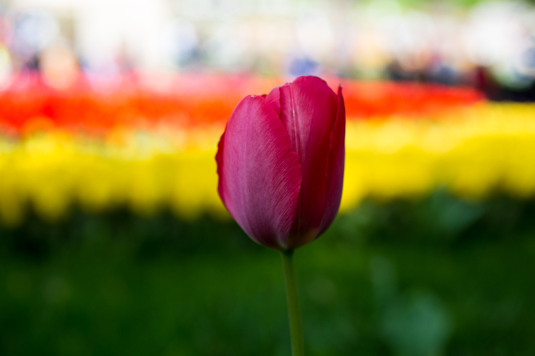 Canon EOS 6D + Canon EF 50mm F2.5 Macro sample photo. Symphony of colors photography
