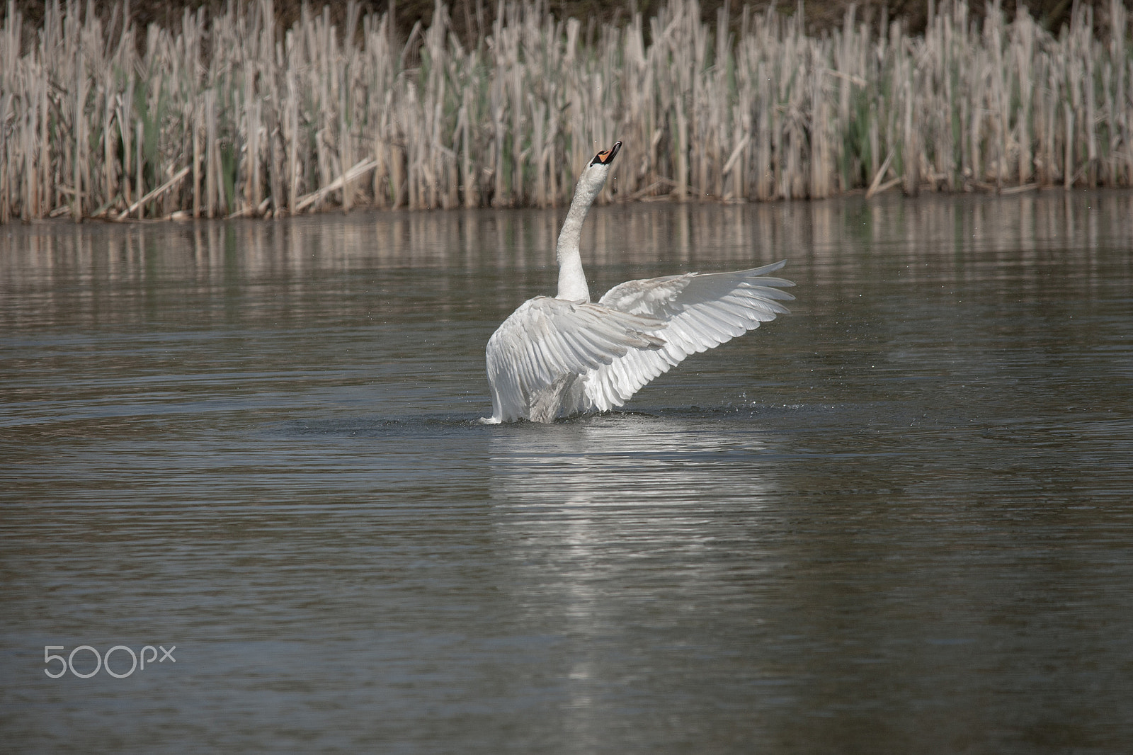 Sigma 150-500mm F5-6.3 DG OS HSM sample photo. Swan mute photography