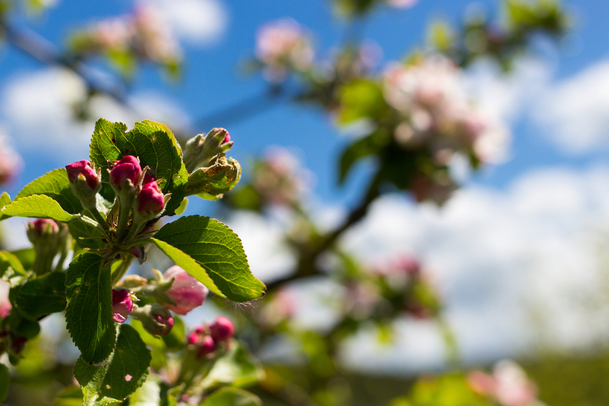 Canon EF 35mm F2 IS USM sample photo. Apple blossom season photography