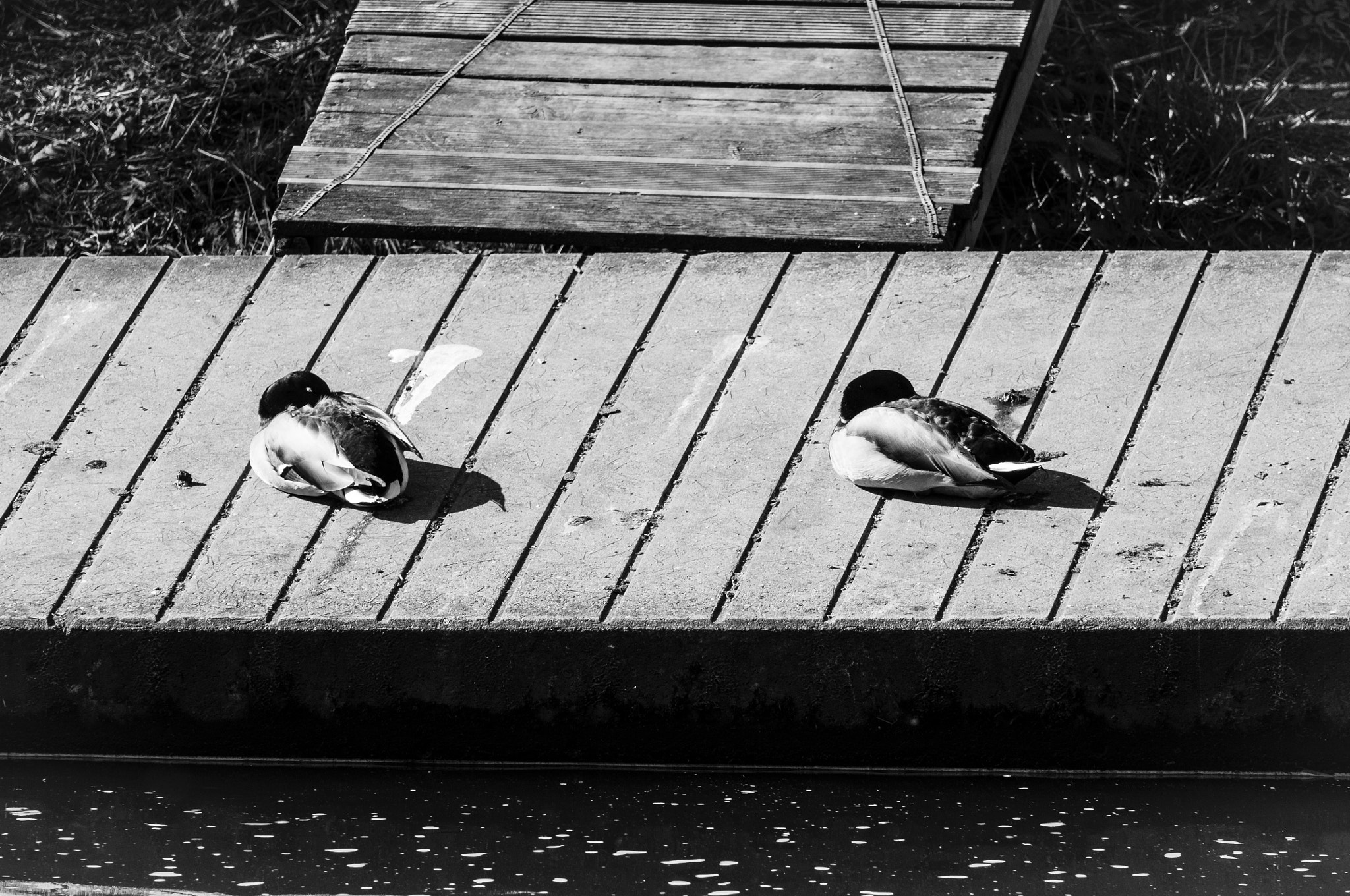 Nikon D300 + Sigma 50-150mm F2.8 EX APO DC OS HSM sample photo. Lazy ducks photography