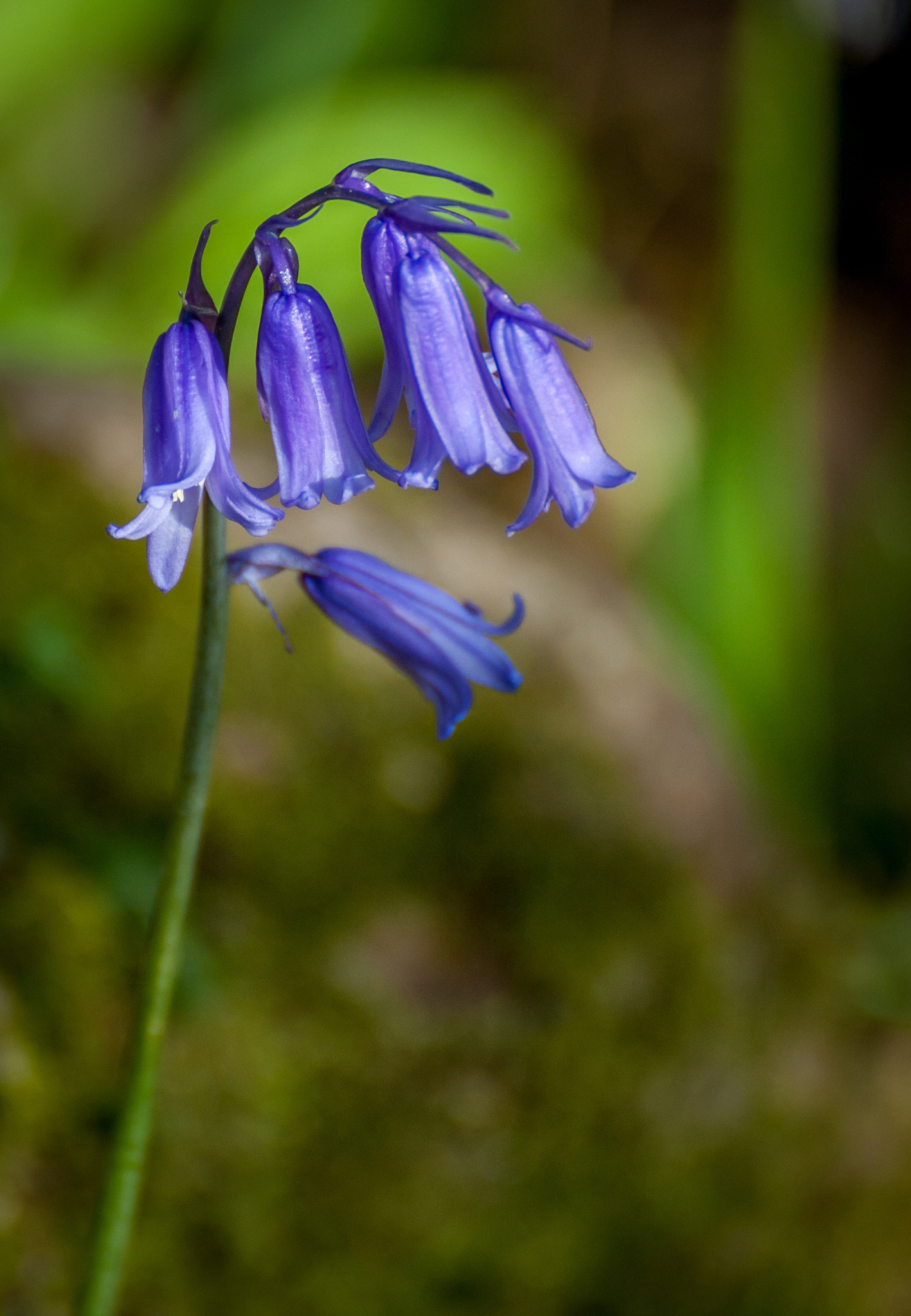 Canon EOS 40D + Tamron SP 70-300mm F4-5.6 Di VC USD sample photo. Bluebell photography