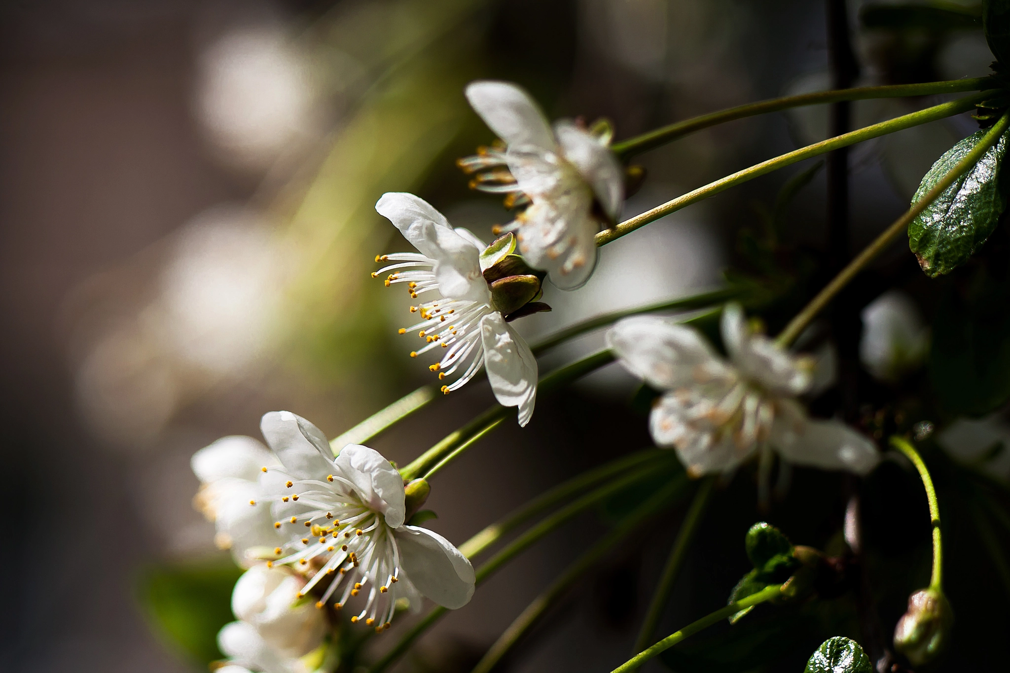 Canon EOS 40D sample photo. Spring curves photography