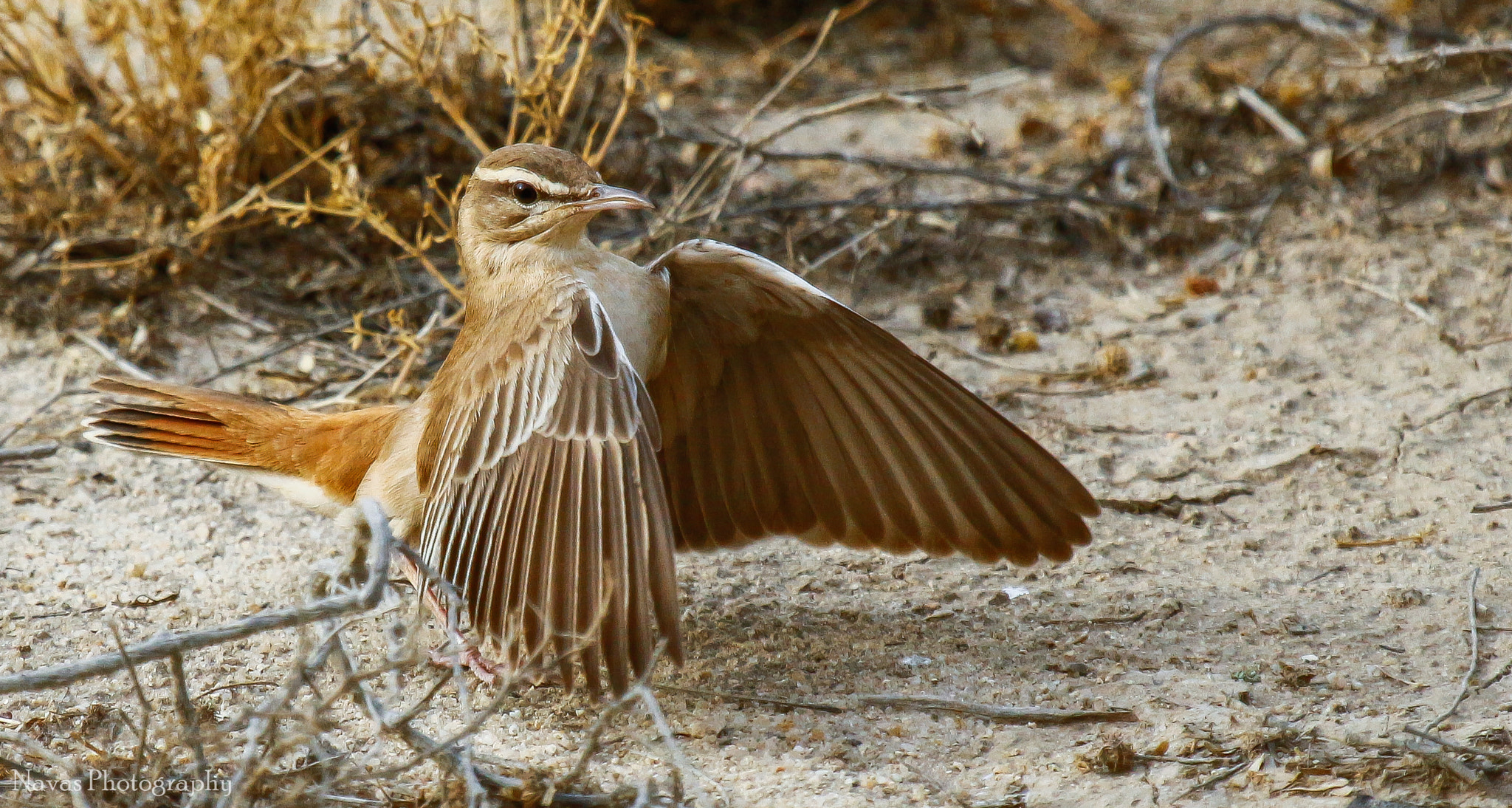 Canon EF 100-400mm F4.5-5.6L IS USM sample photo. Sparrow photography