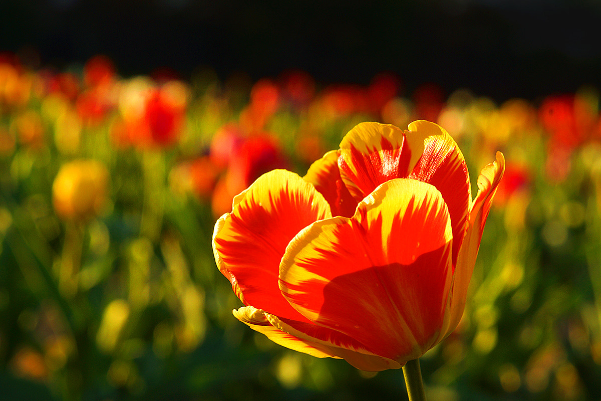 Sony SLT-A77 + Minolta AF 100mm F2.8 Macro [New] sample photo. Tulip photography
