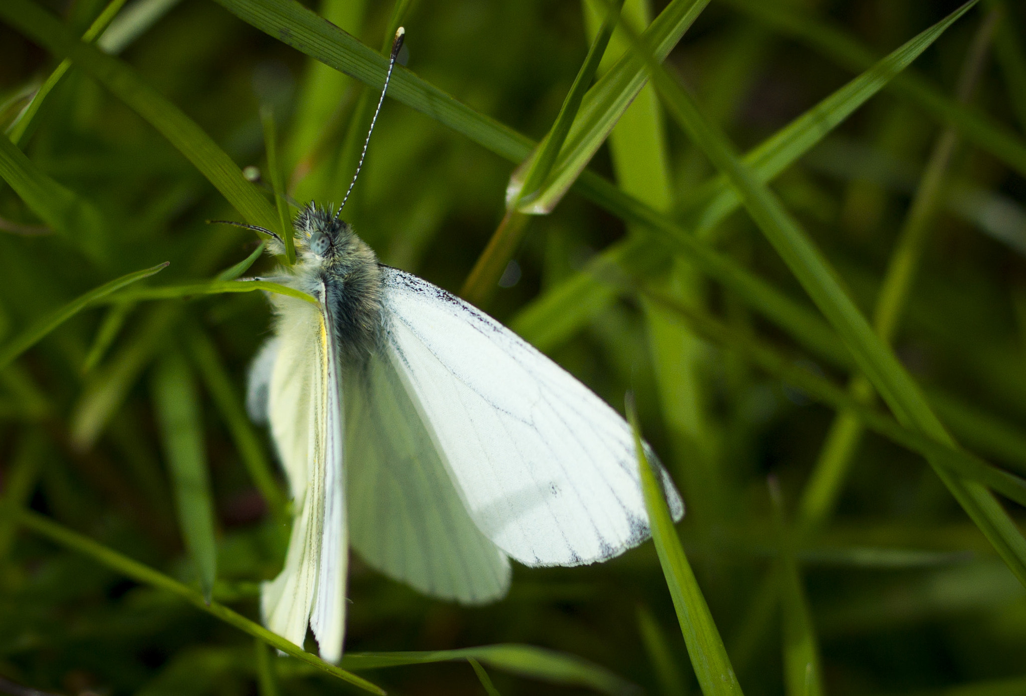 Sony Alpha DSLR-A550 + Sony DT 35mm F1.8 SAM sample photo. Butterfly photography