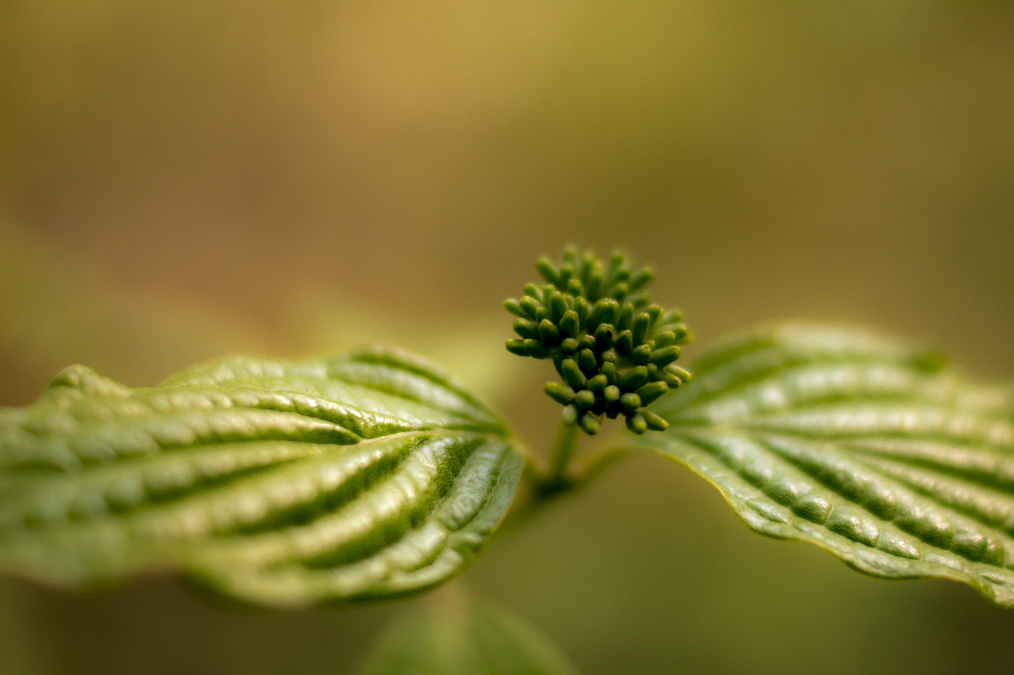 Sony Alpha DSLR-A550 + Sony DT 35mm F1.8 SAM sample photo. Leaves in spring photography