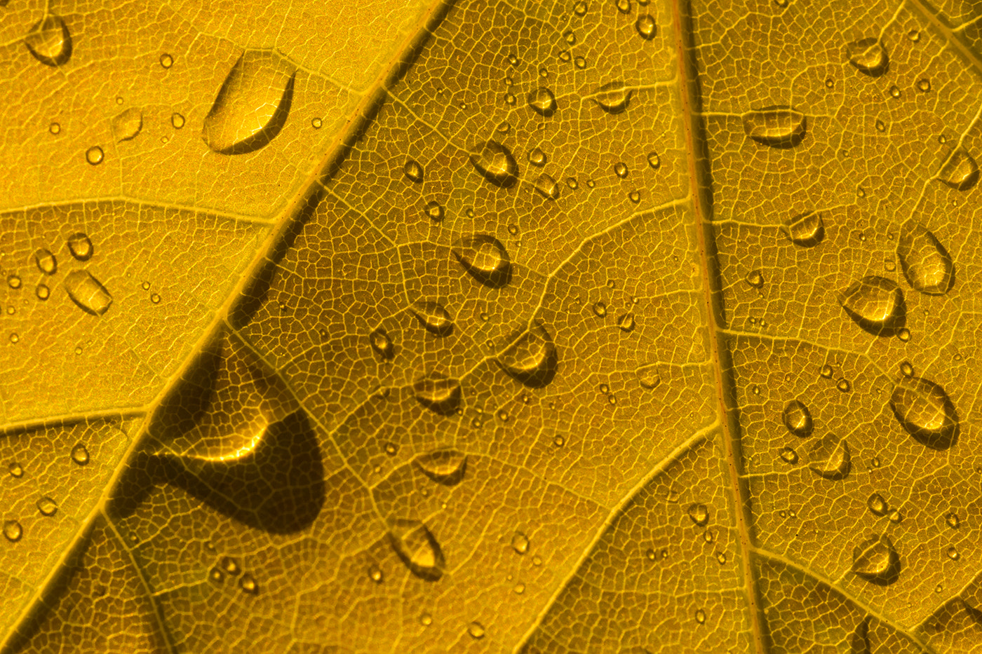 Sony SLT-A77 + Minolta AF 100mm F2.8 Macro [New] sample photo. Golden leaf after a rain photography