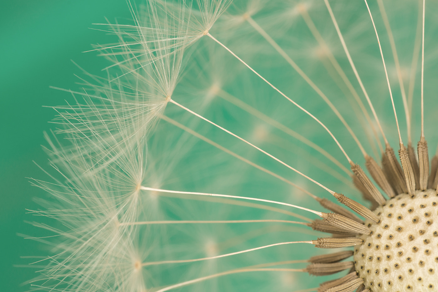 Sony SLT-A77 + Minolta AF 100mm F2.8 Macro [New] sample photo. Dandelion in the cut photography