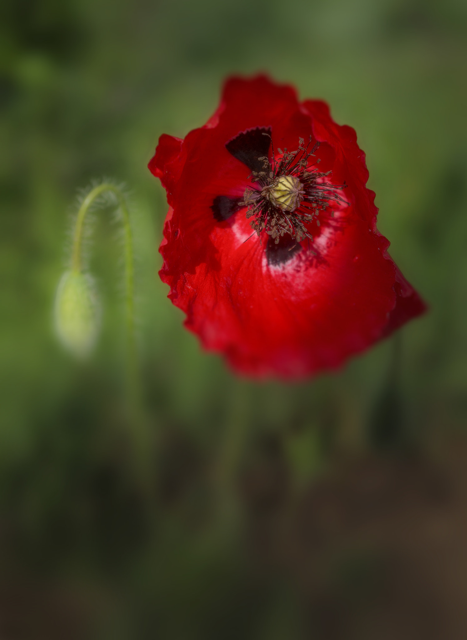 Pentax K-01 sample photo. Red photography