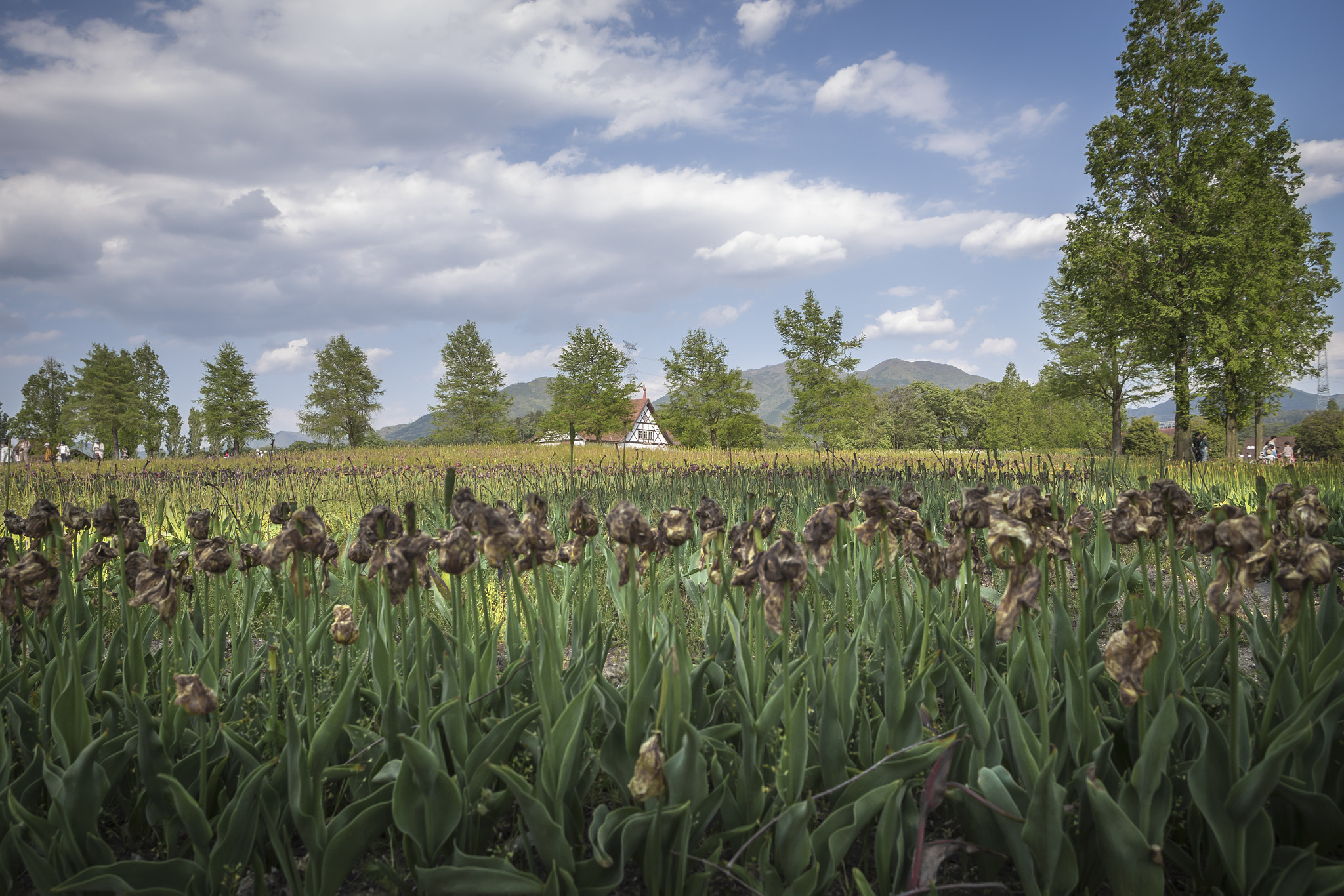 Canon EF 20-35mm F3.5-4.5 USM sample photo. Withered tulip photography