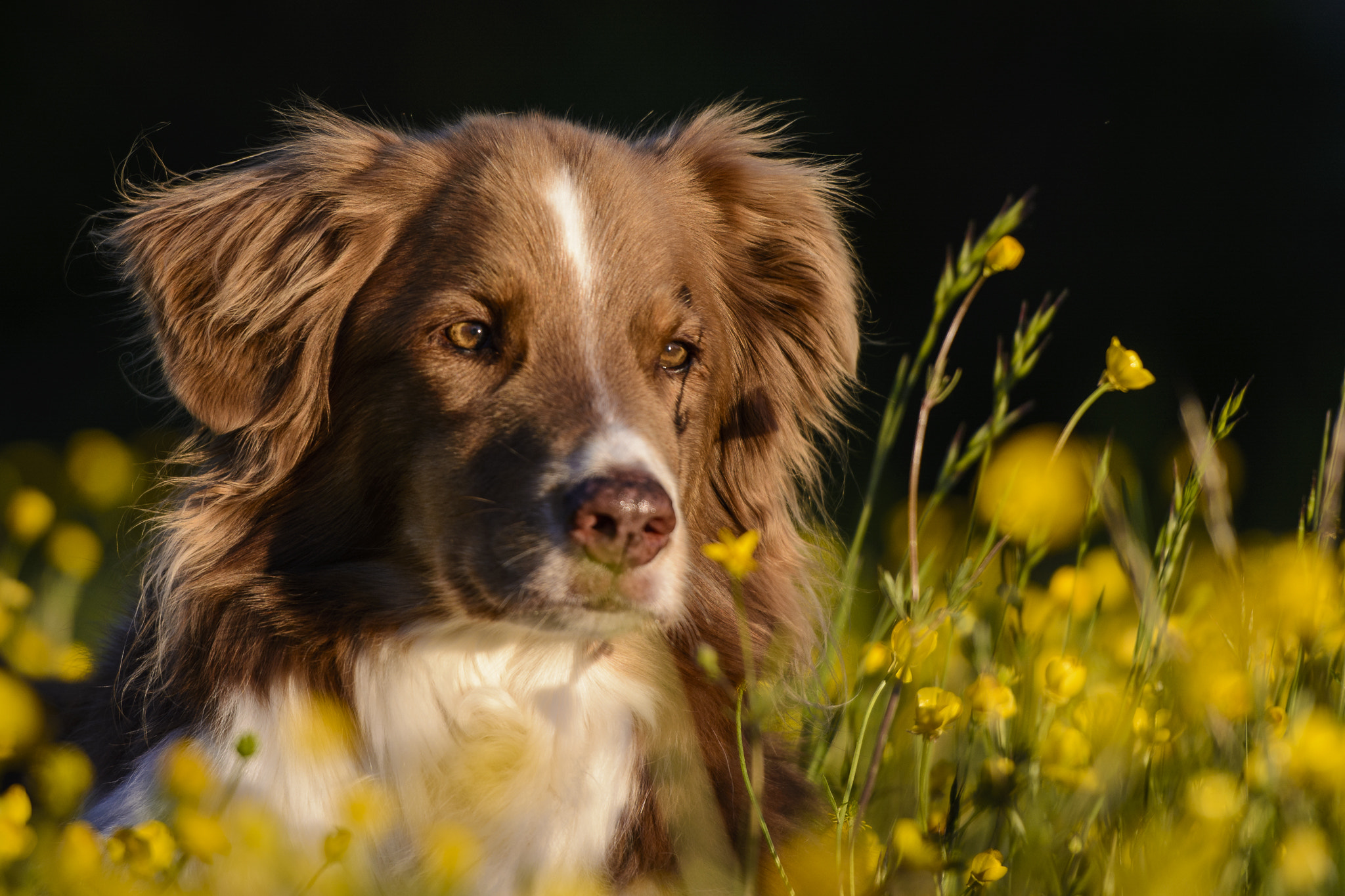 Nikon AF-S Nikkor 70-200mm F2.8G ED VR II sample photo. Butterblumen photography