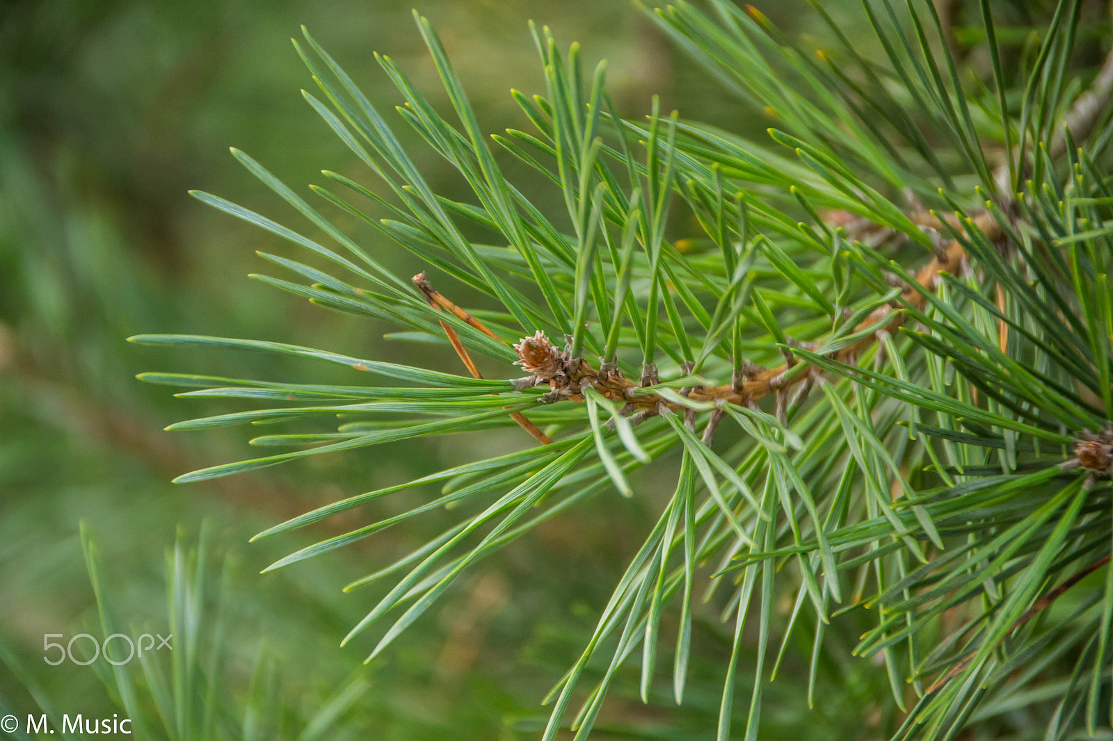 Sigma 18-200mm F3.5-6.3 II DC OS HSM sample photo. Pine in summer photography
