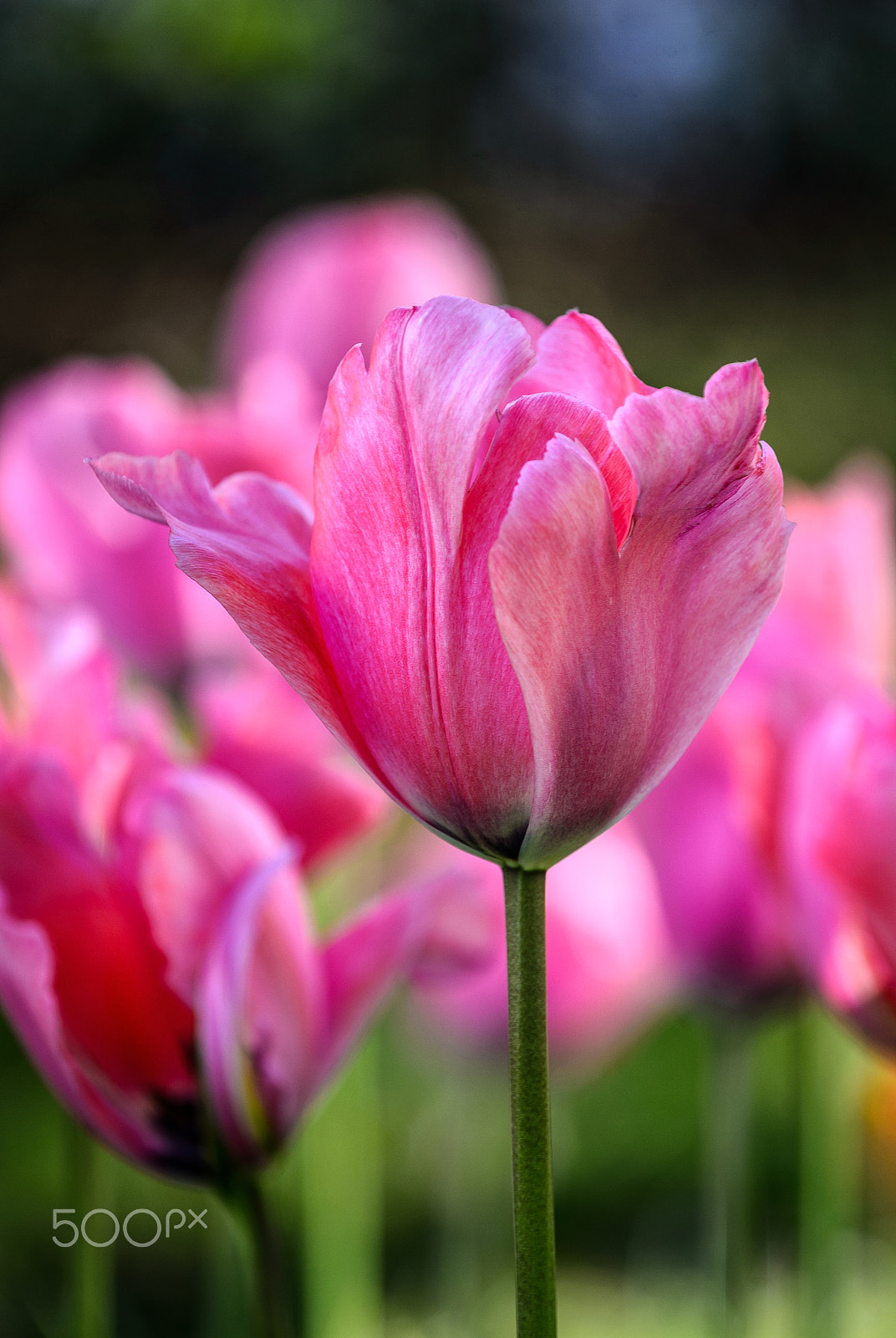Nikon AF-S Nikkor 70-200mm F4G ED VR sample photo. Pink tulip photography