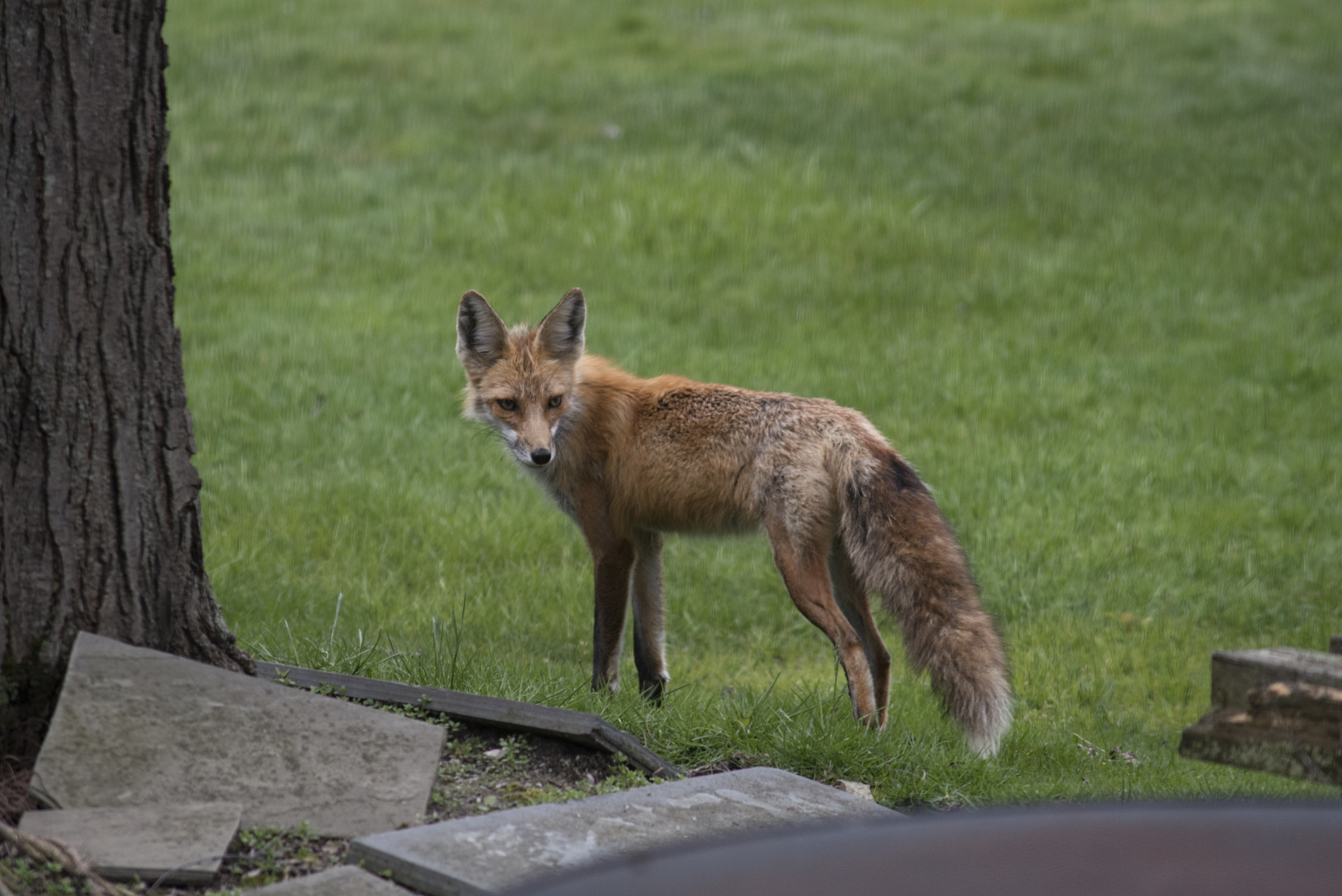 AF Zoom-Nikkor 75-300mm f/4.5-5.6 sample photo. Fox yard photography