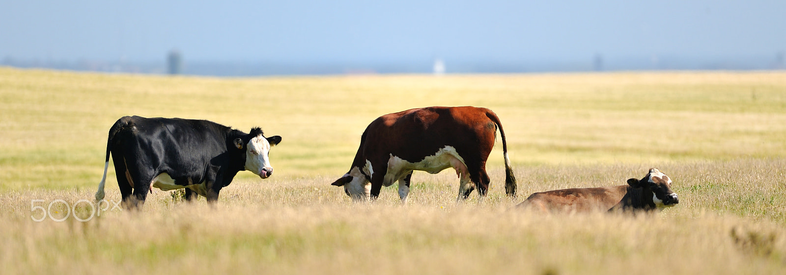 Nikon D700 + Nikon AF-S Nikkor 400mm F2.8G ED VR II sample photo. Three cows photography