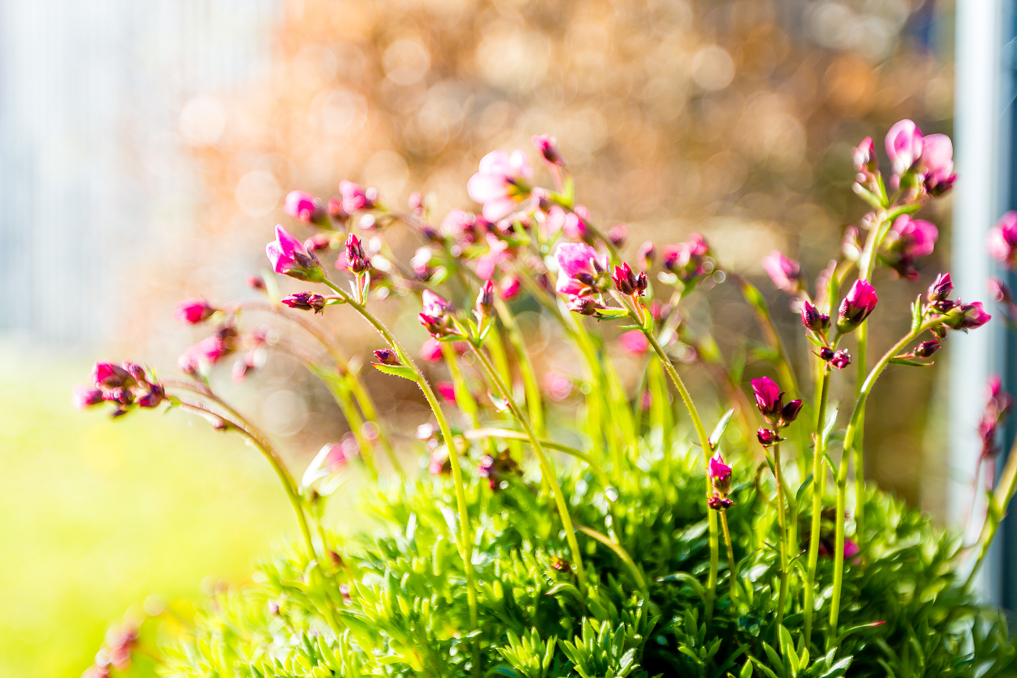 Canon EF 16-35mm F2.8L II USM sample photo. Flower in the sunshine photography