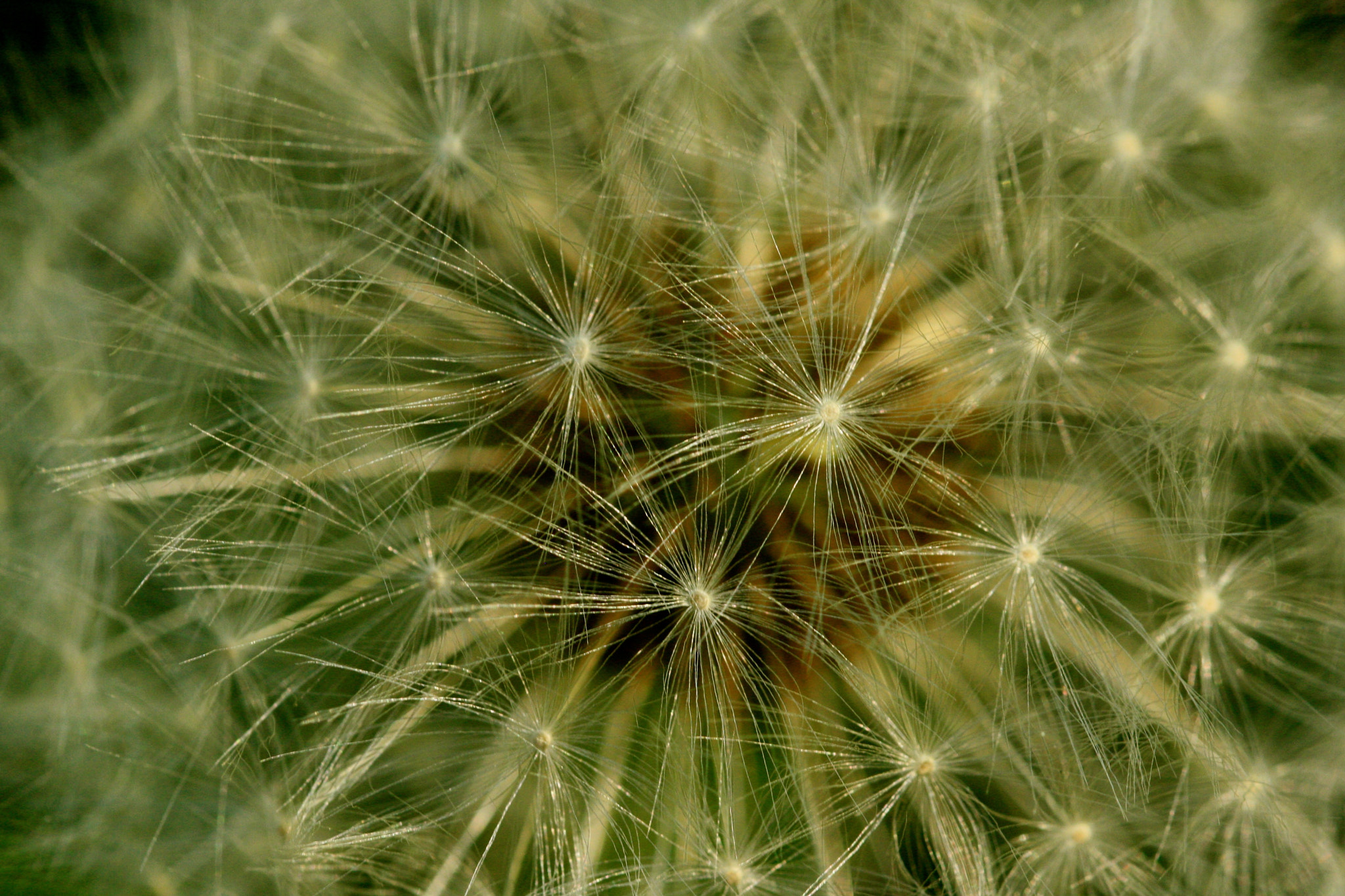 Sigma 105mm F2.8 EX DG OS HSM sample photo. Weißensee - auferstehungskirchhof photography