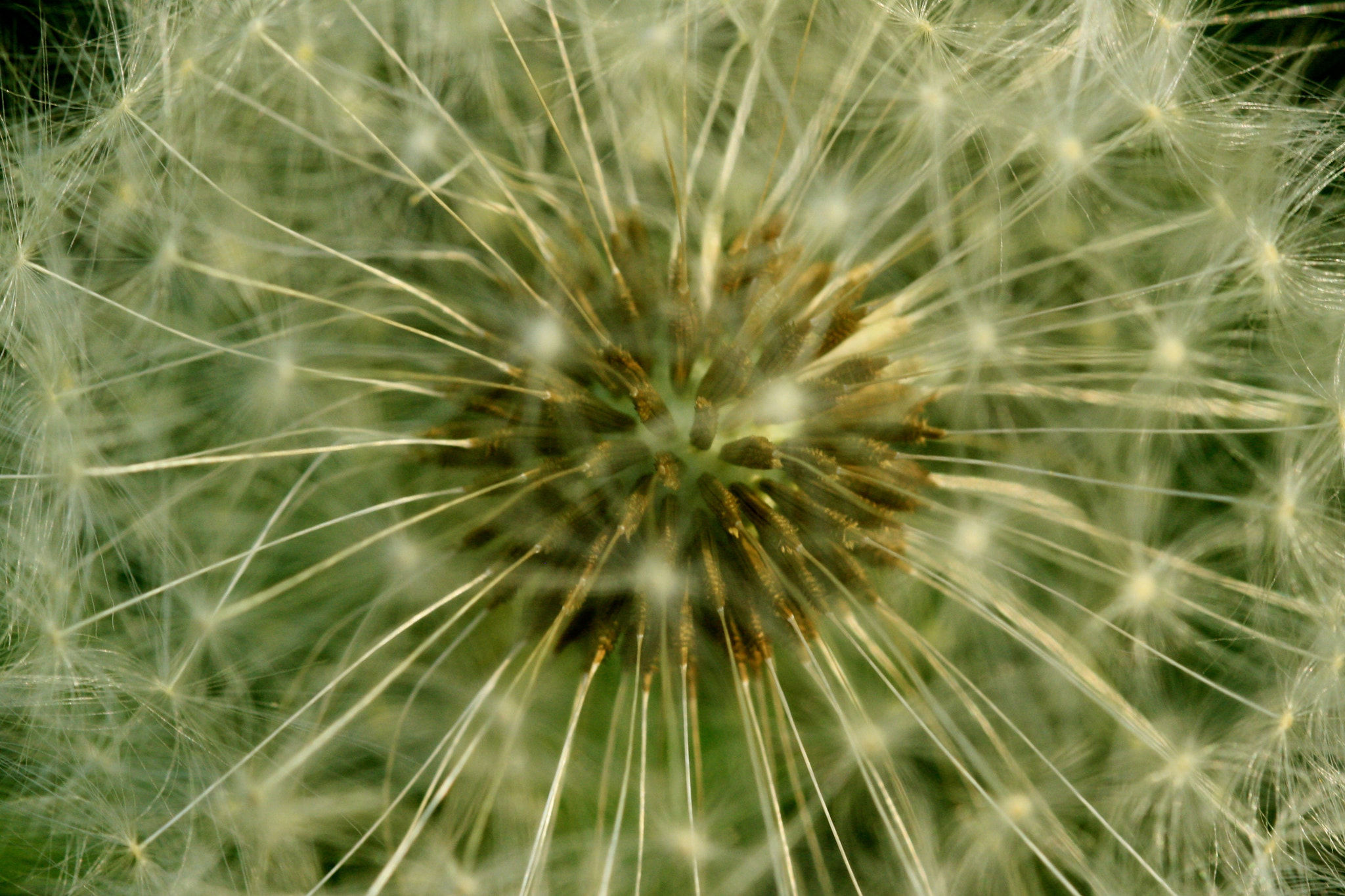 Sigma 105mm F2.8 EX DG OS HSM sample photo. Weißensee - auferstehungskirchhof photography