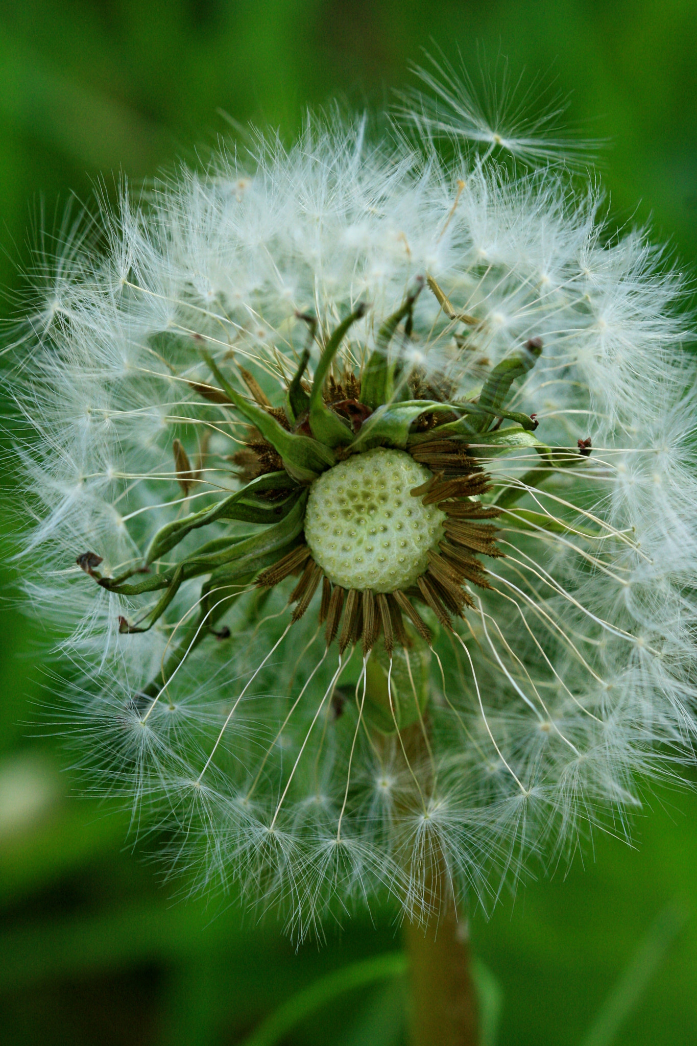 Sigma 105mm F2.8 EX DG OS HSM sample photo. Weißensee - auferstehungskirchhof photography