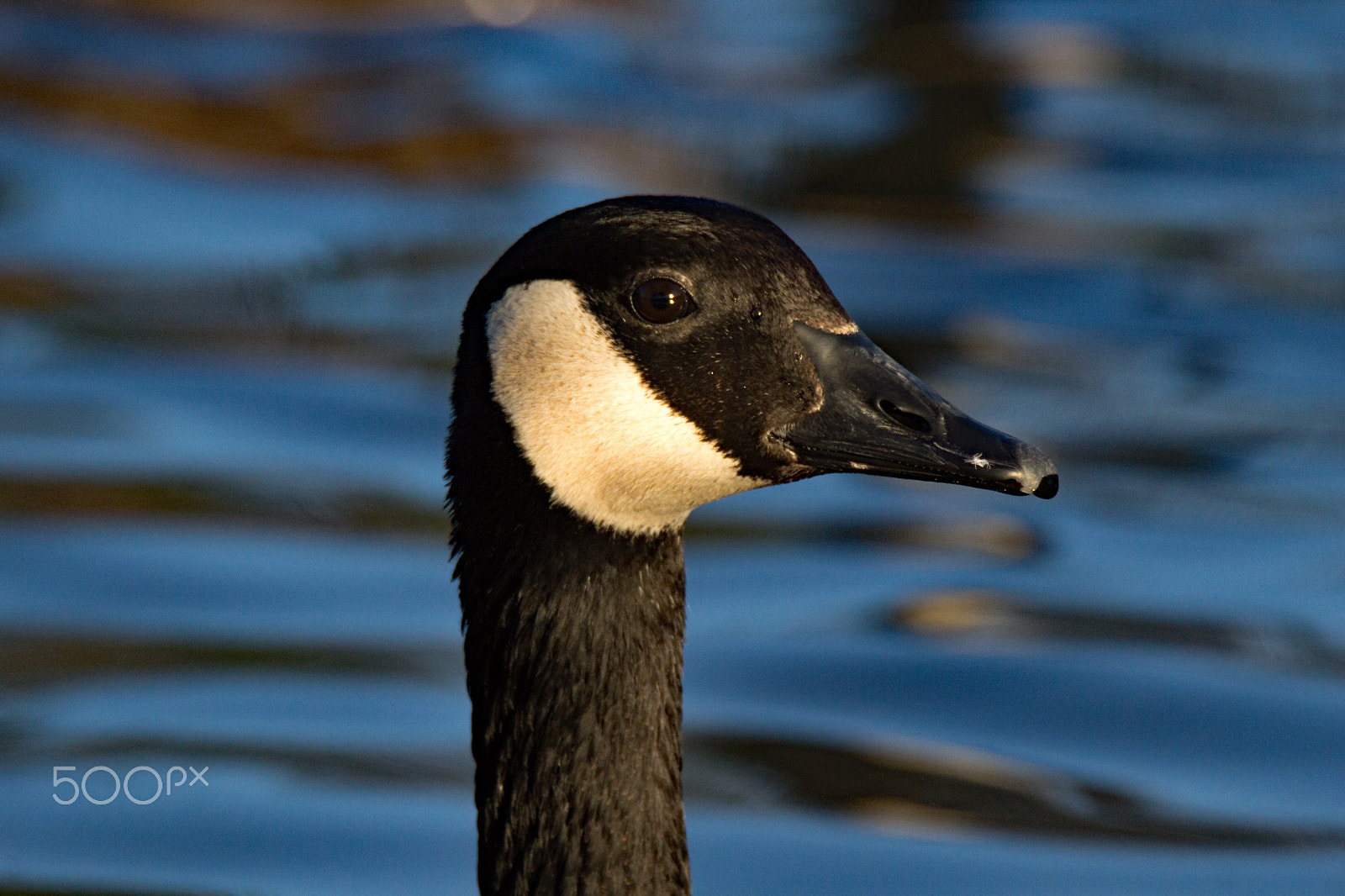 Tamron SP 150-600mm F5-6.3 Di VC USD sample photo. Canada goose close up photography